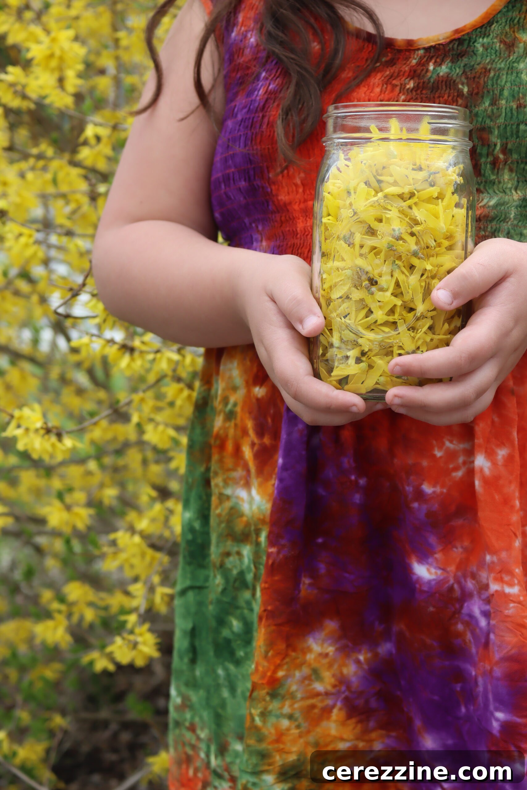 forsythia flowers