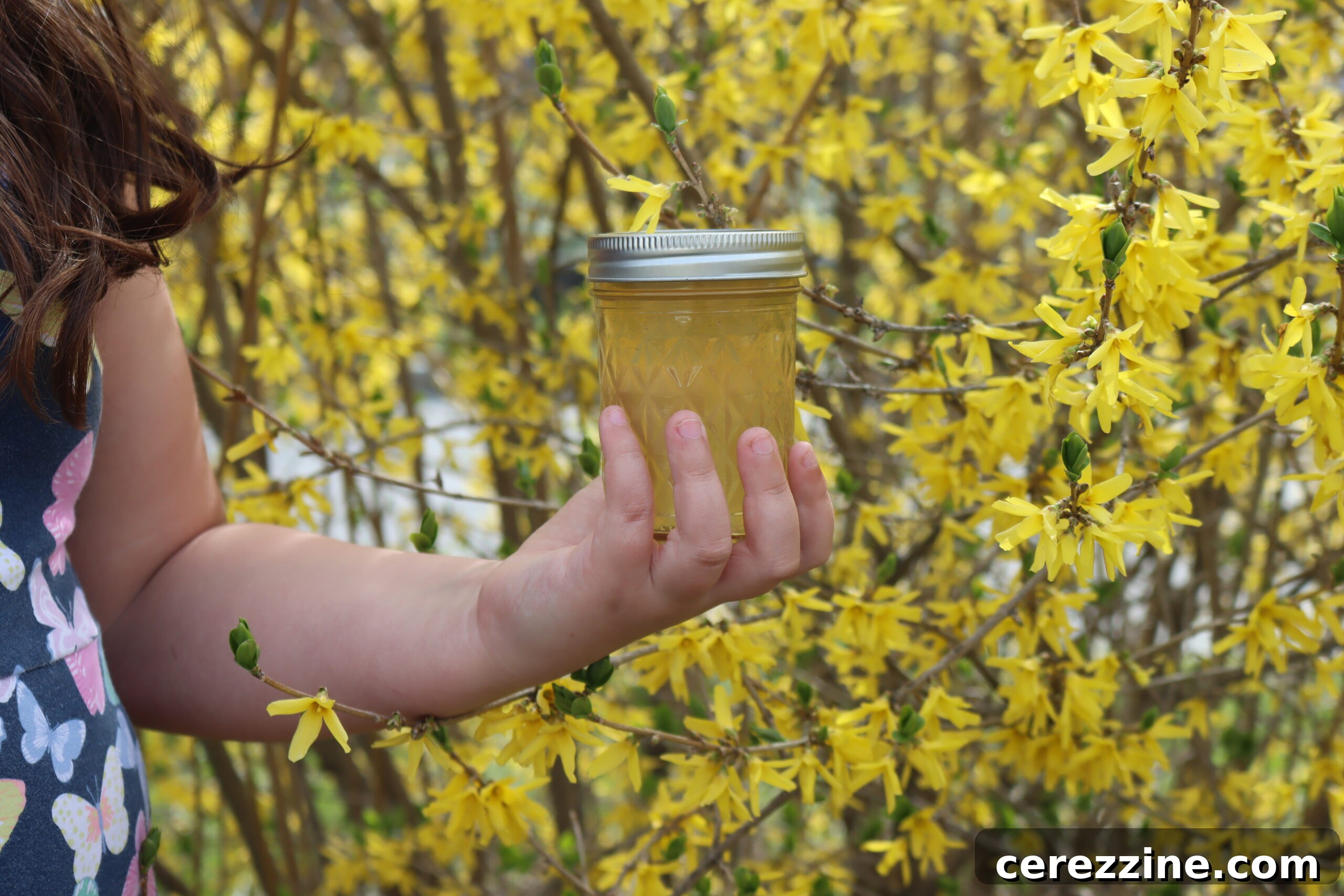 Spring Gold Jelly 5 golden forsythia jelly in a jar