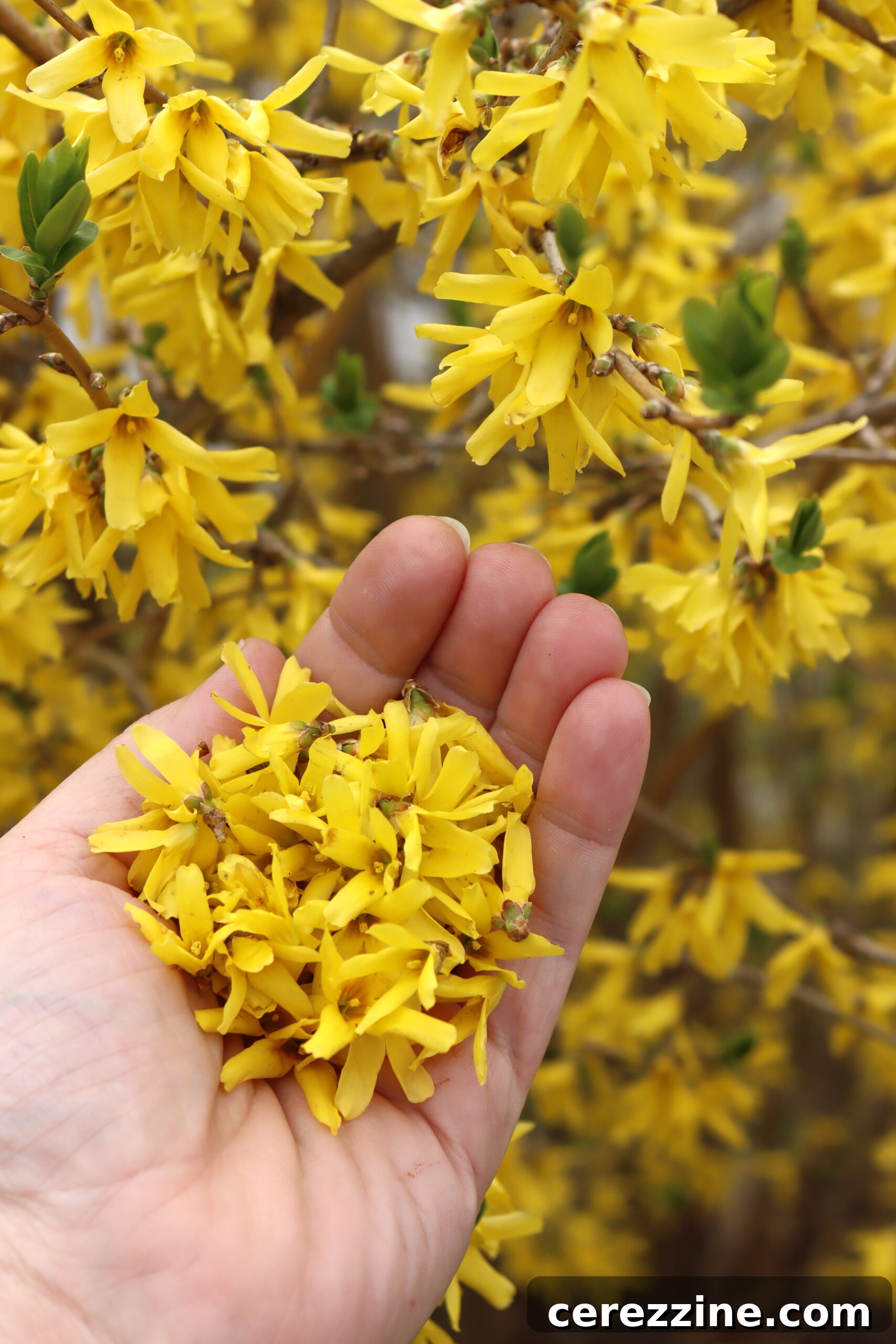 forsythia harvest