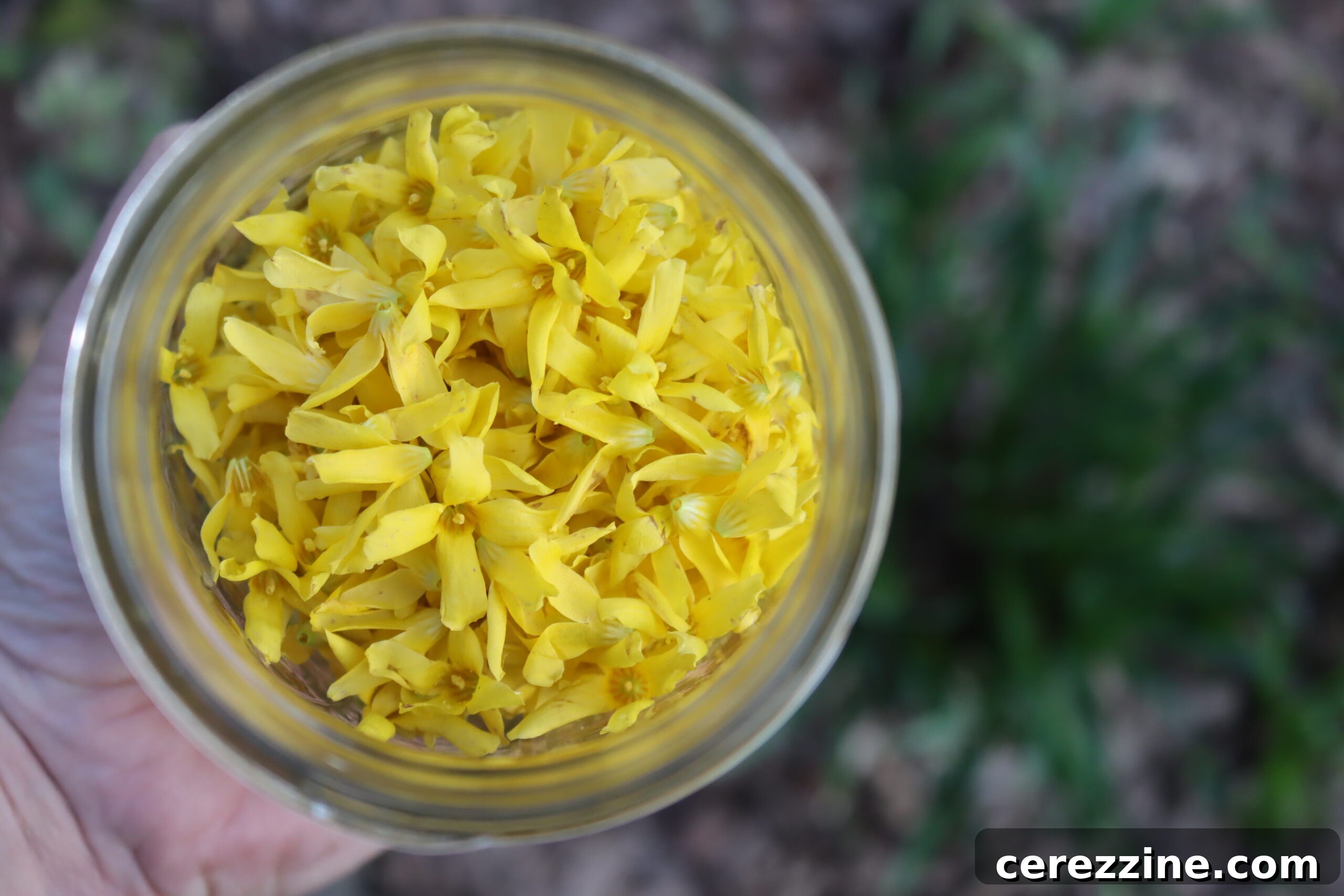 Cleaned Forsythia Flowers
