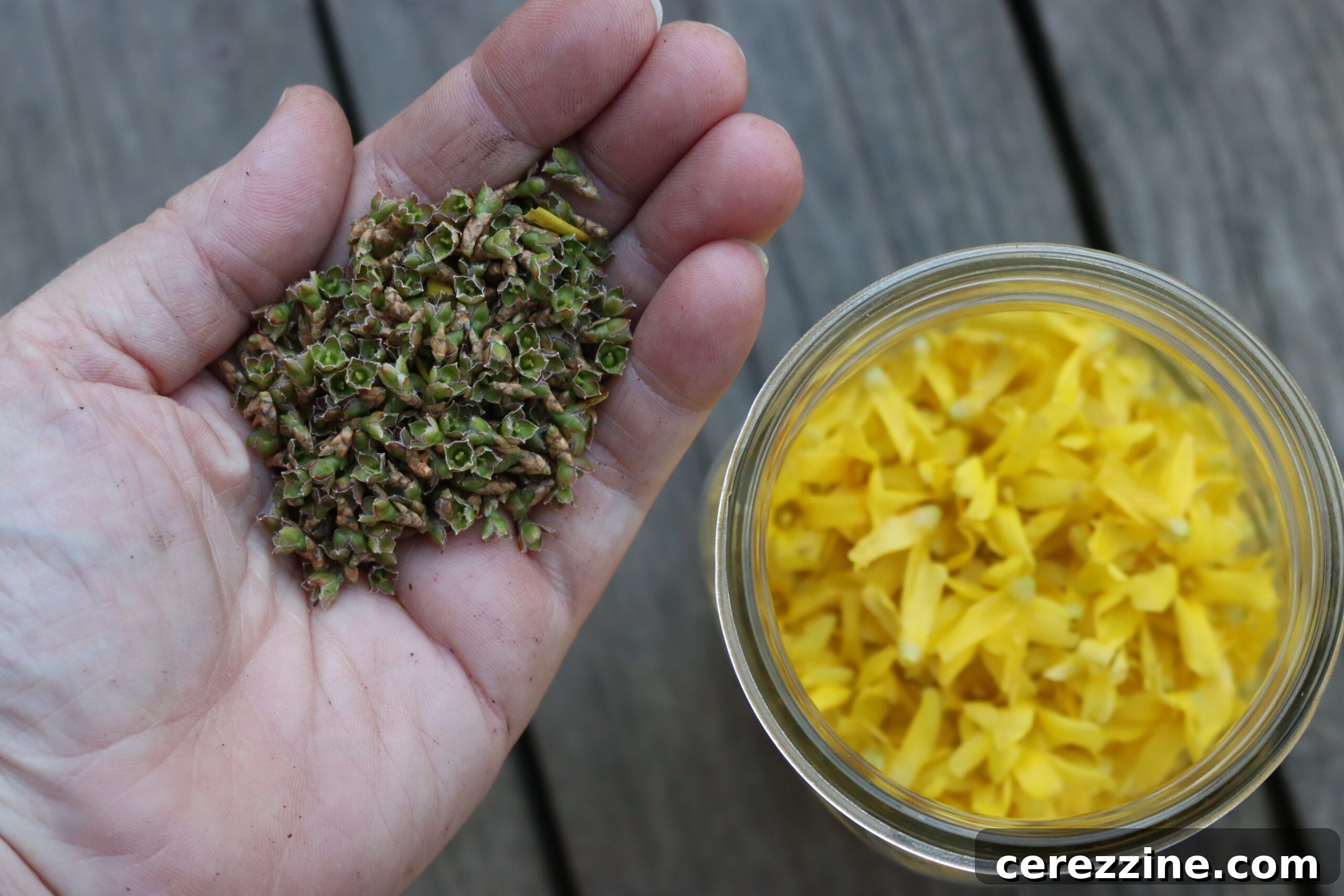 Spring Gold Jelly 8 Removing Forsythia Sepals
