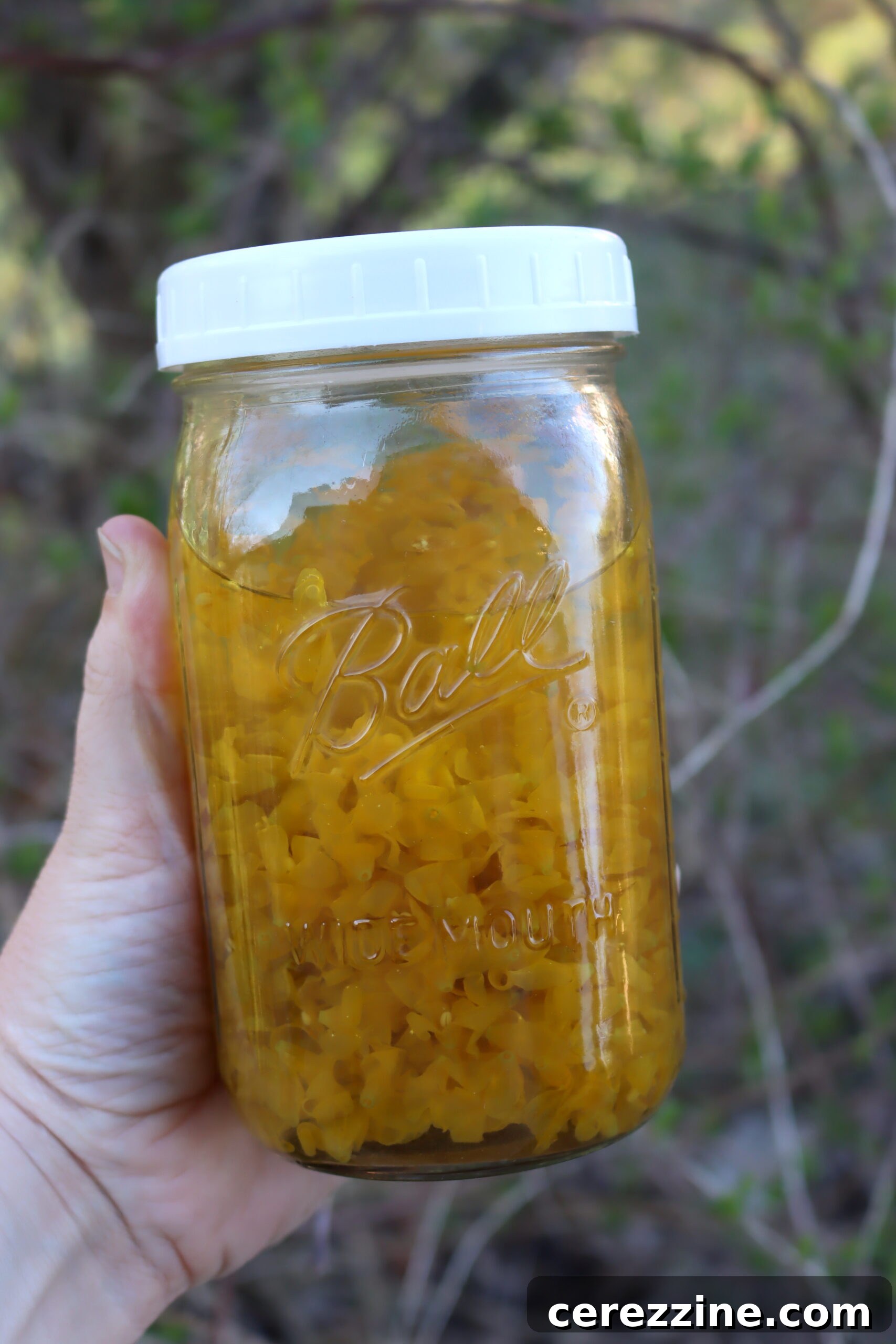 Making Forsythia tea