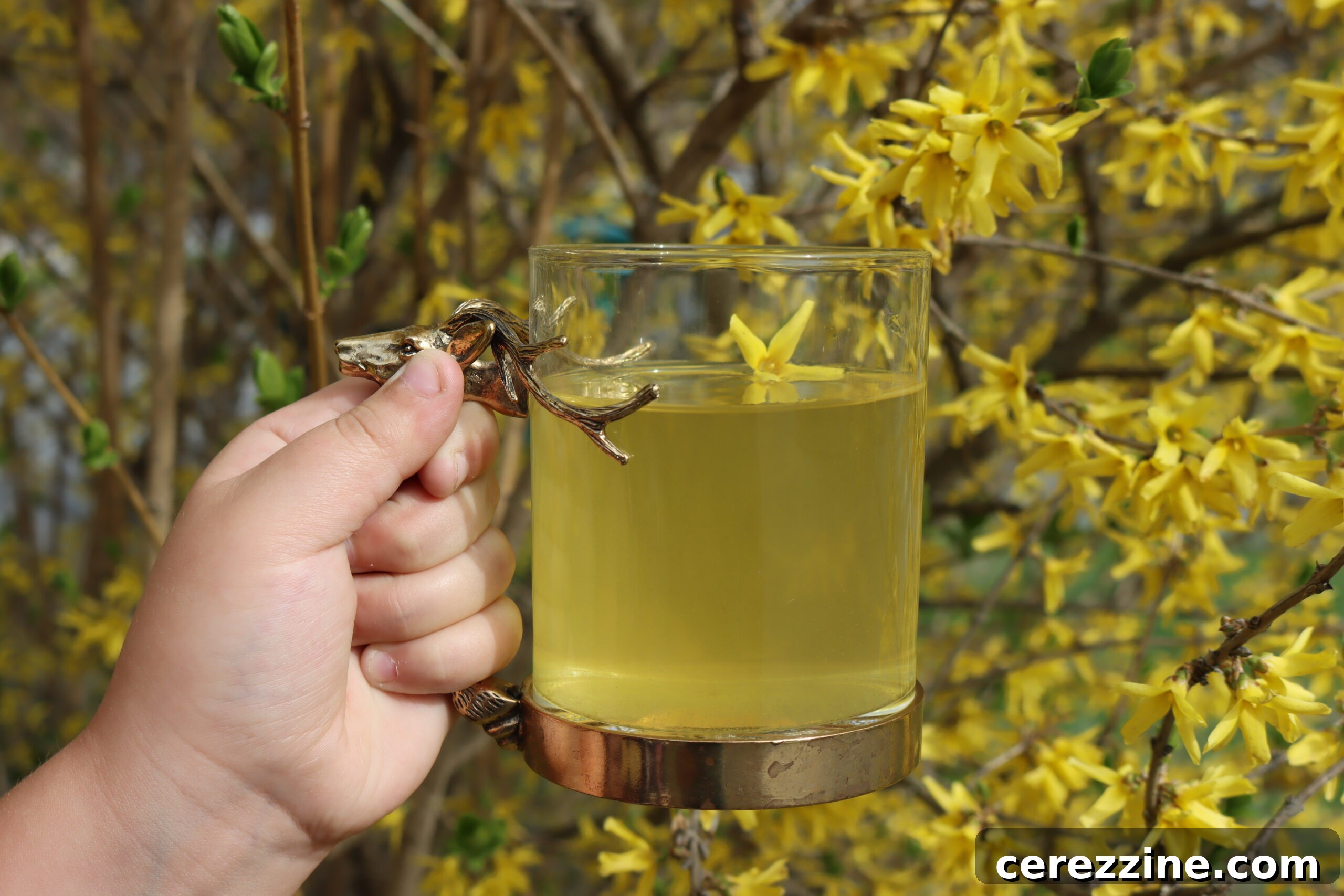 forsythia tea