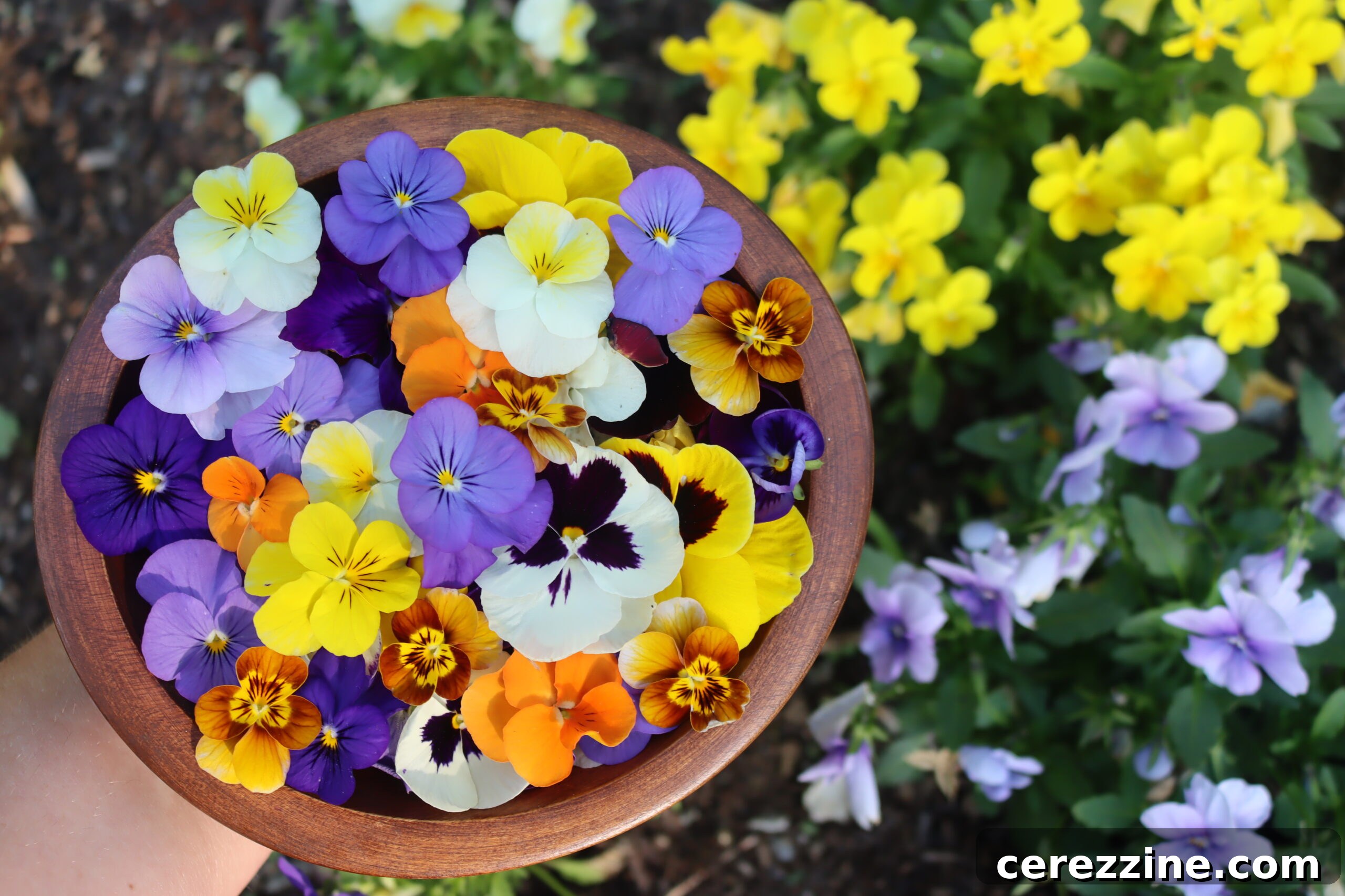Pansy Recipes