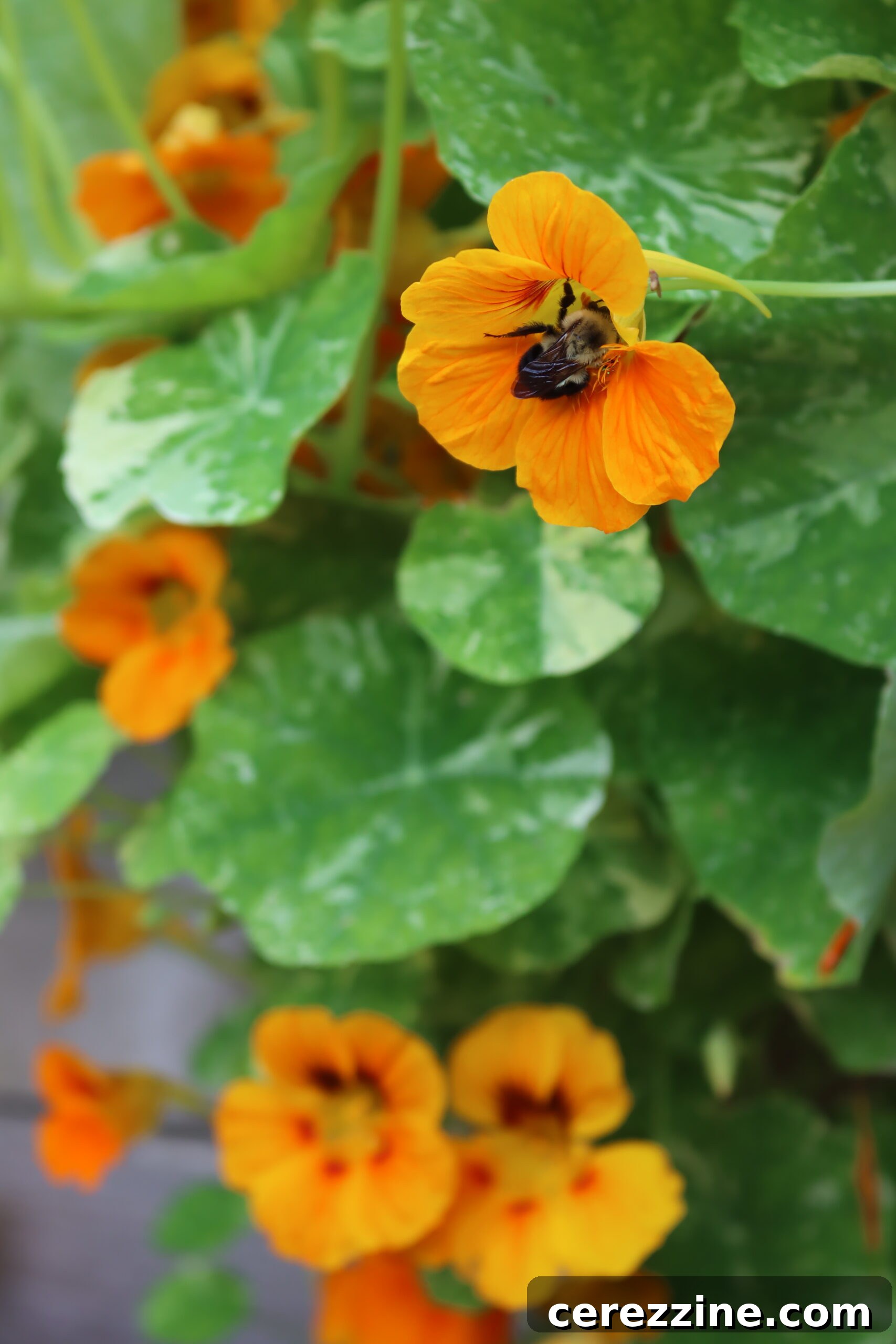 Nasturtium Bee