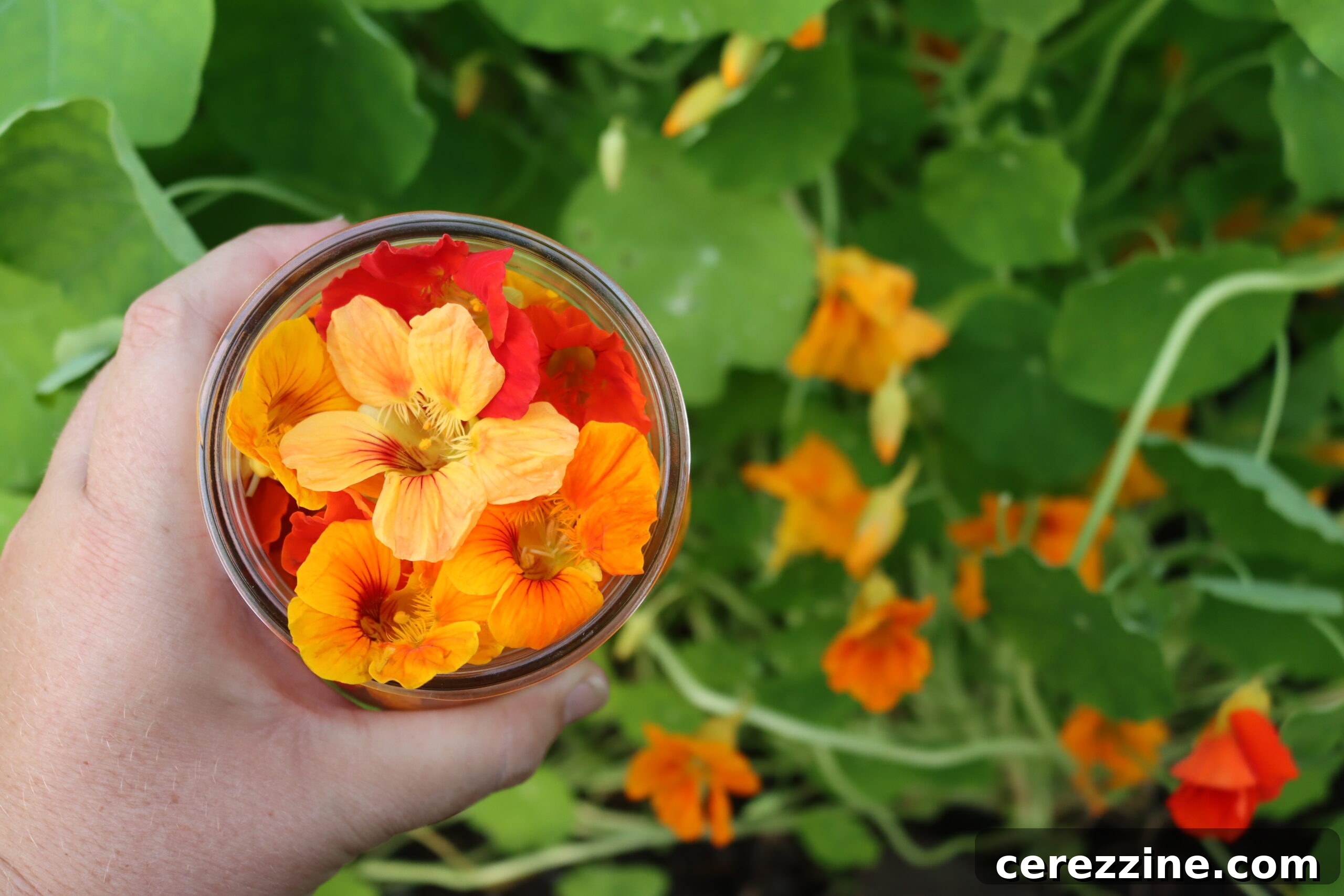 Harvesting Nasturtiums