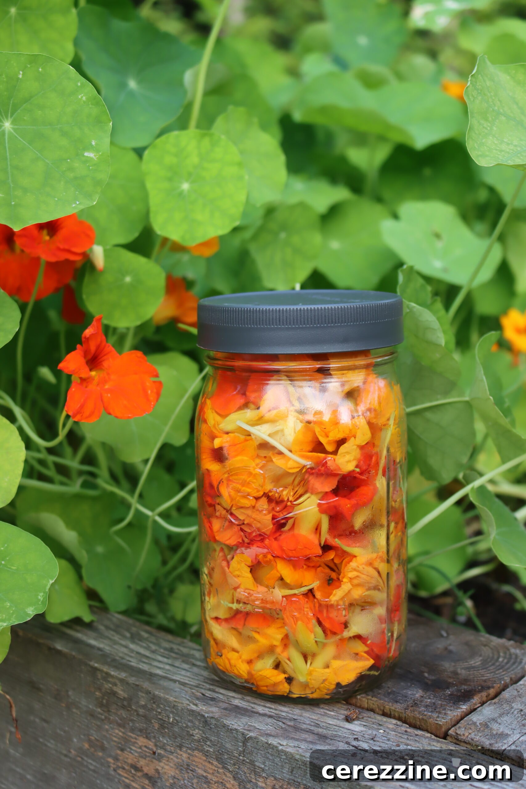 Harvesting Nasturtiums
