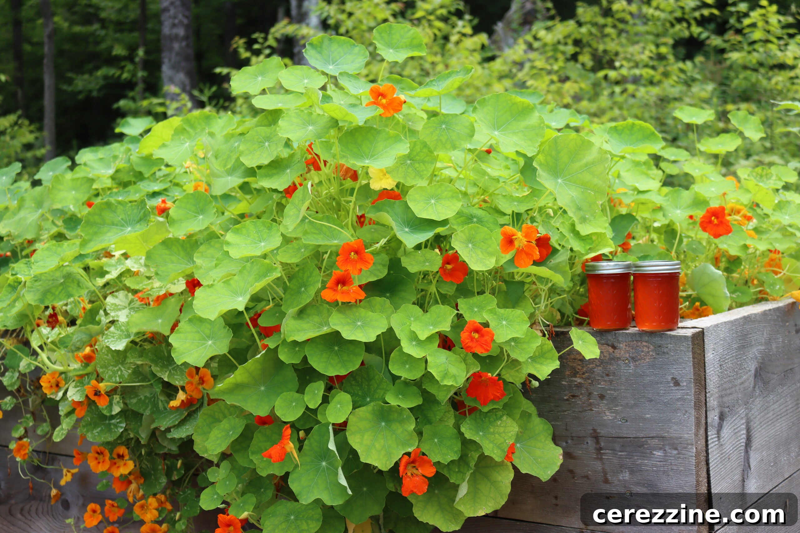 Nasturtium Jelly
