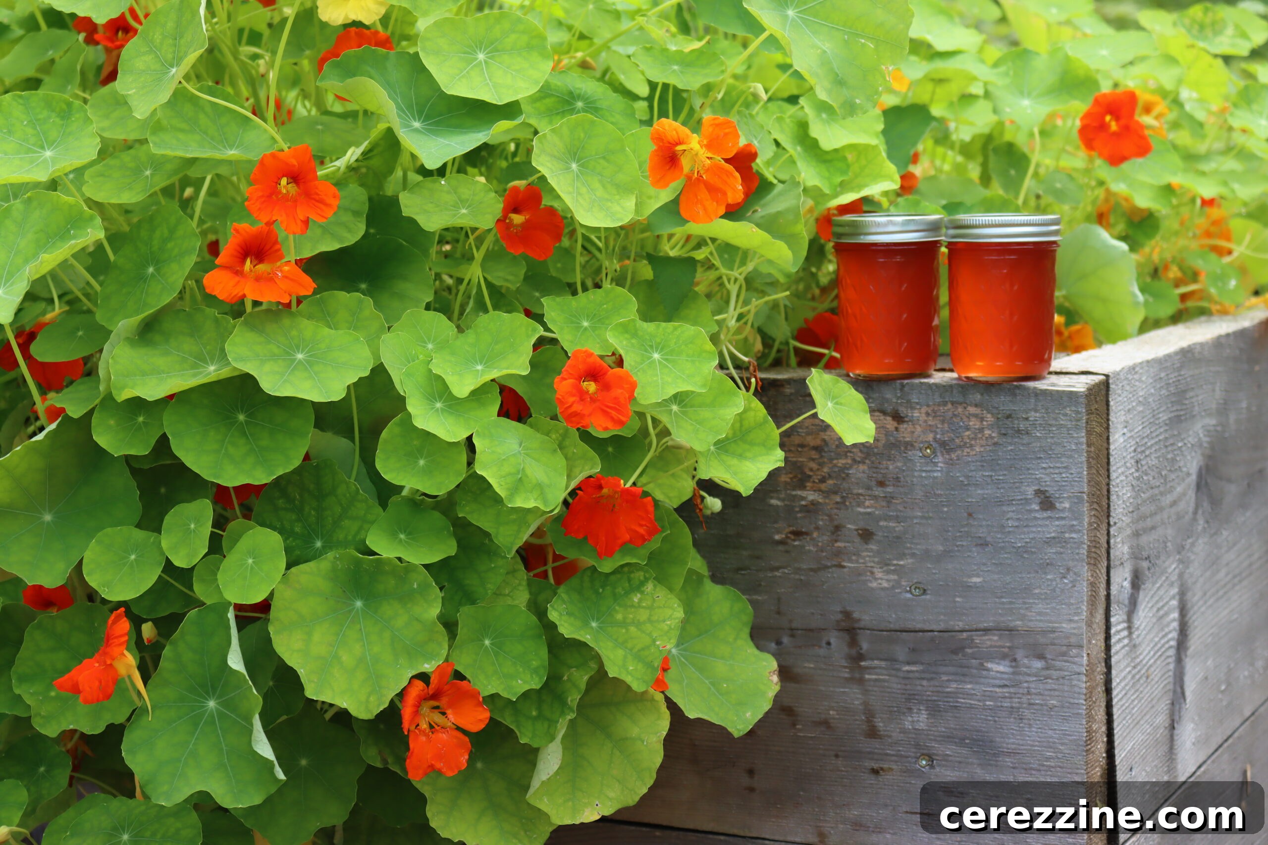 Nasturtium Jelly