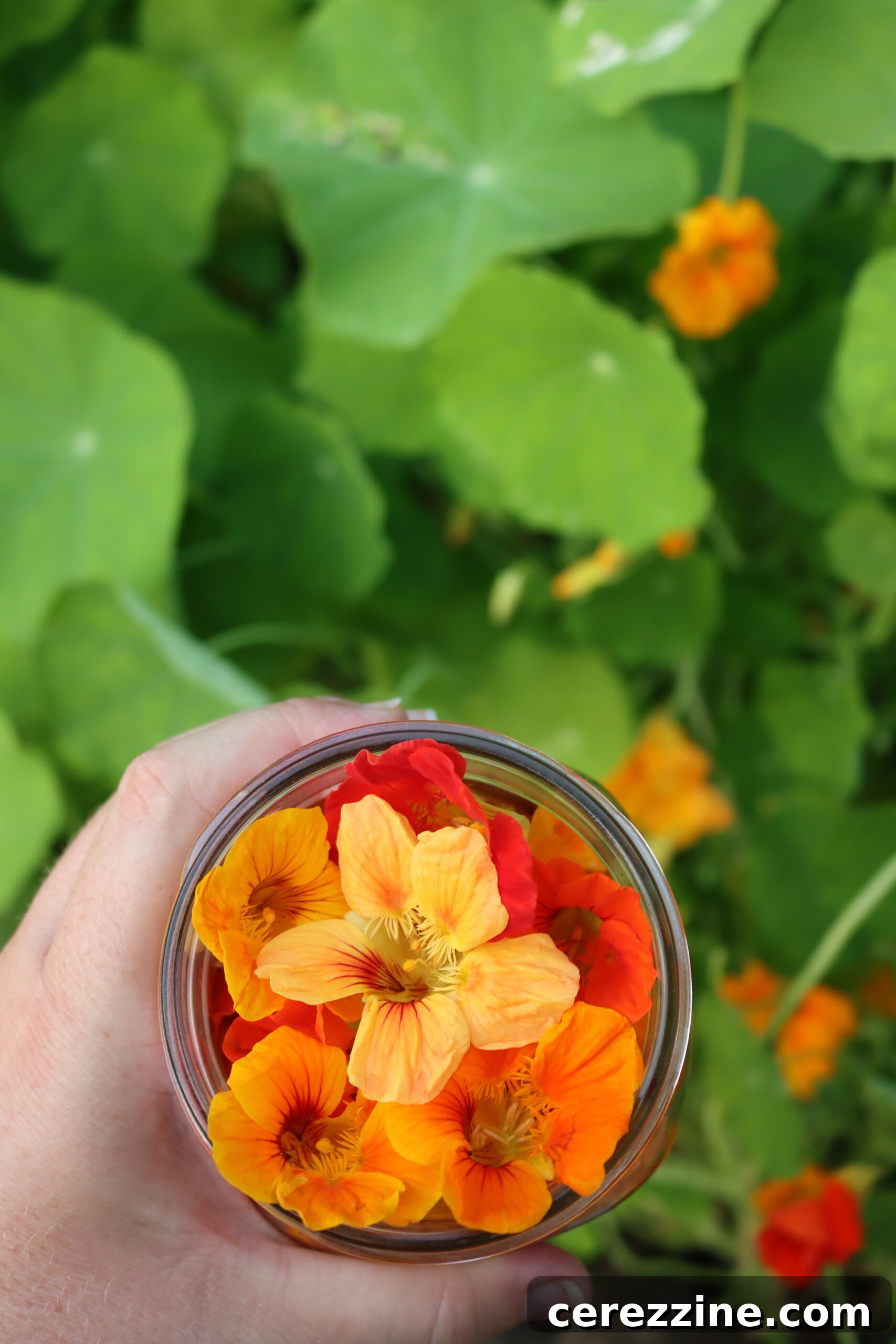 Harvesting Nasturtiums