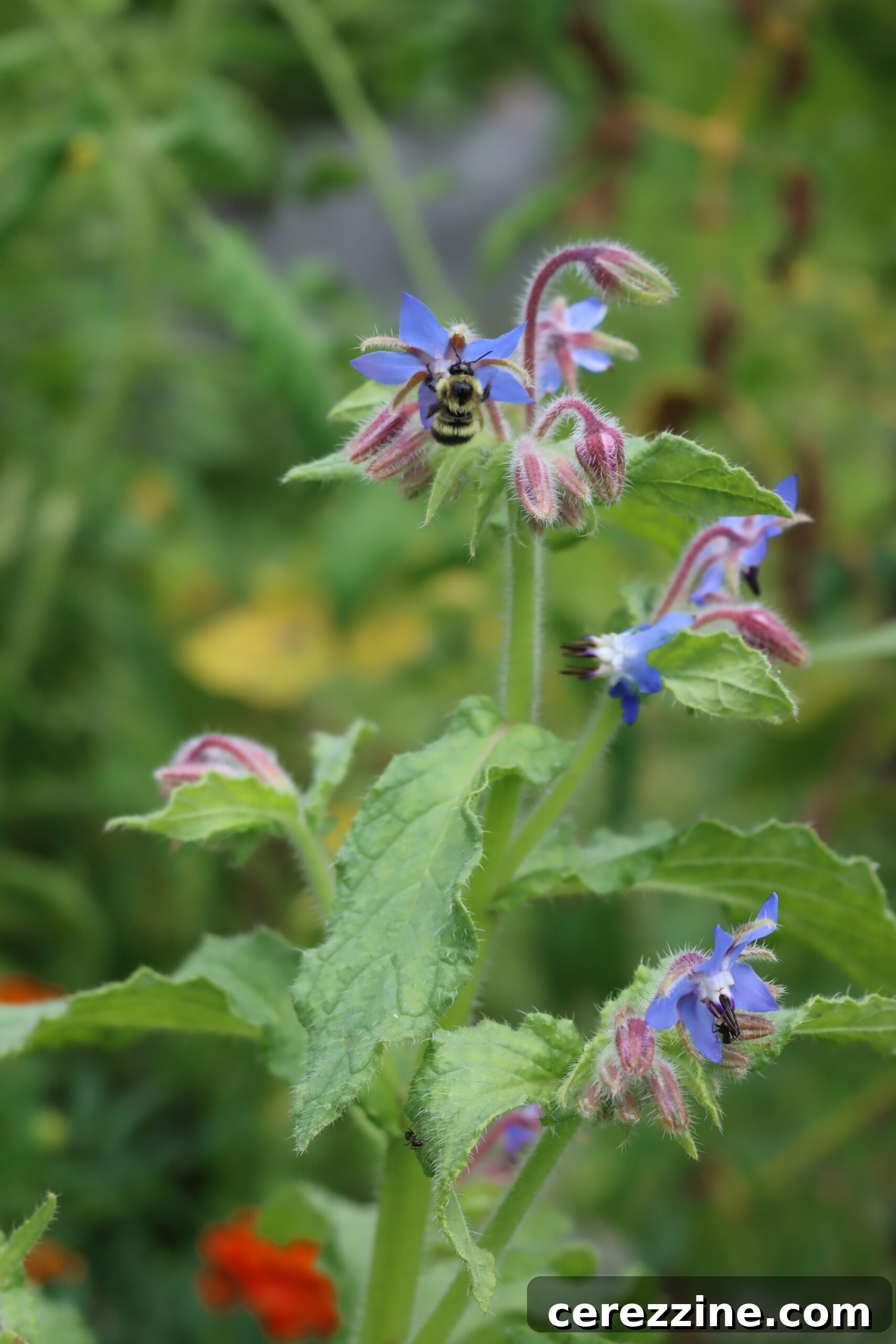 Borage Bee - Borage flowers attracting a bee