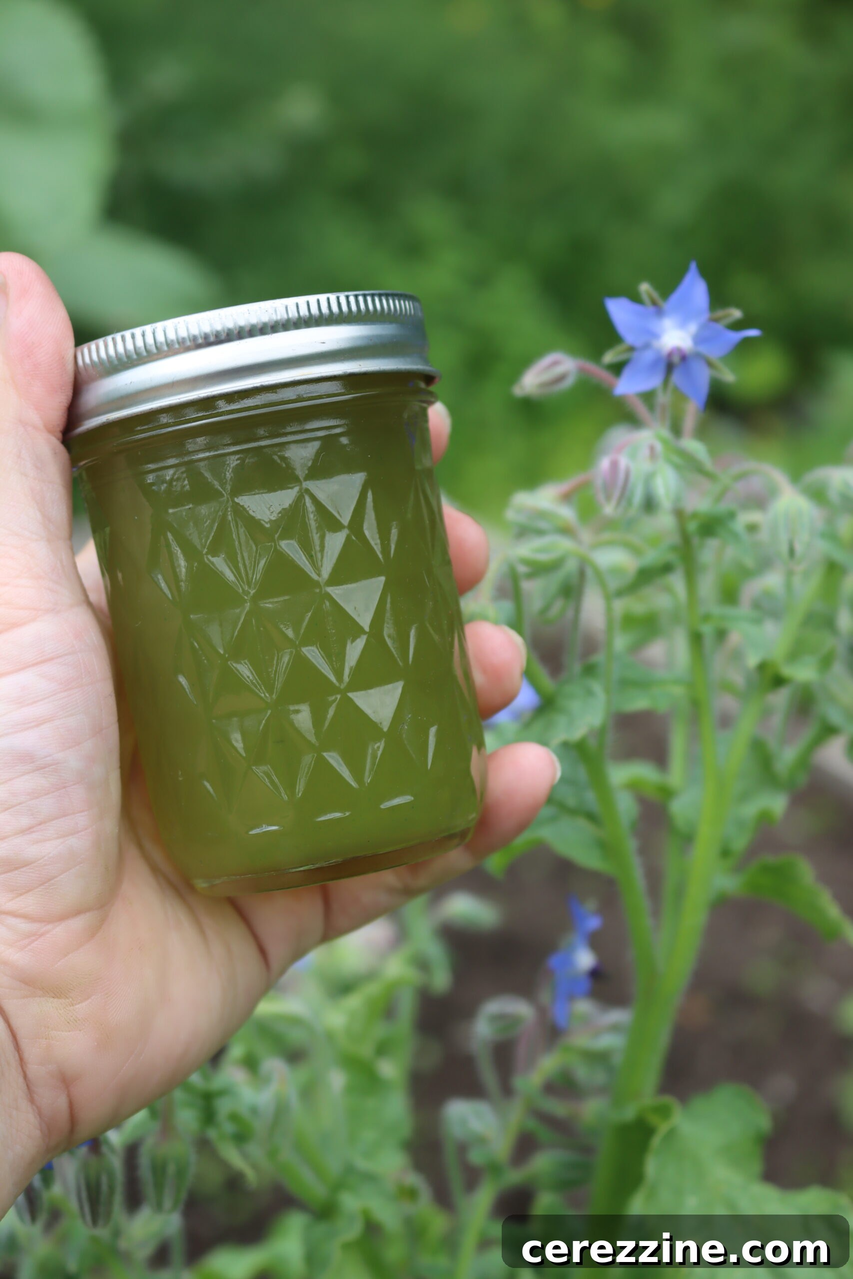 Borage Jelly close up in a jar