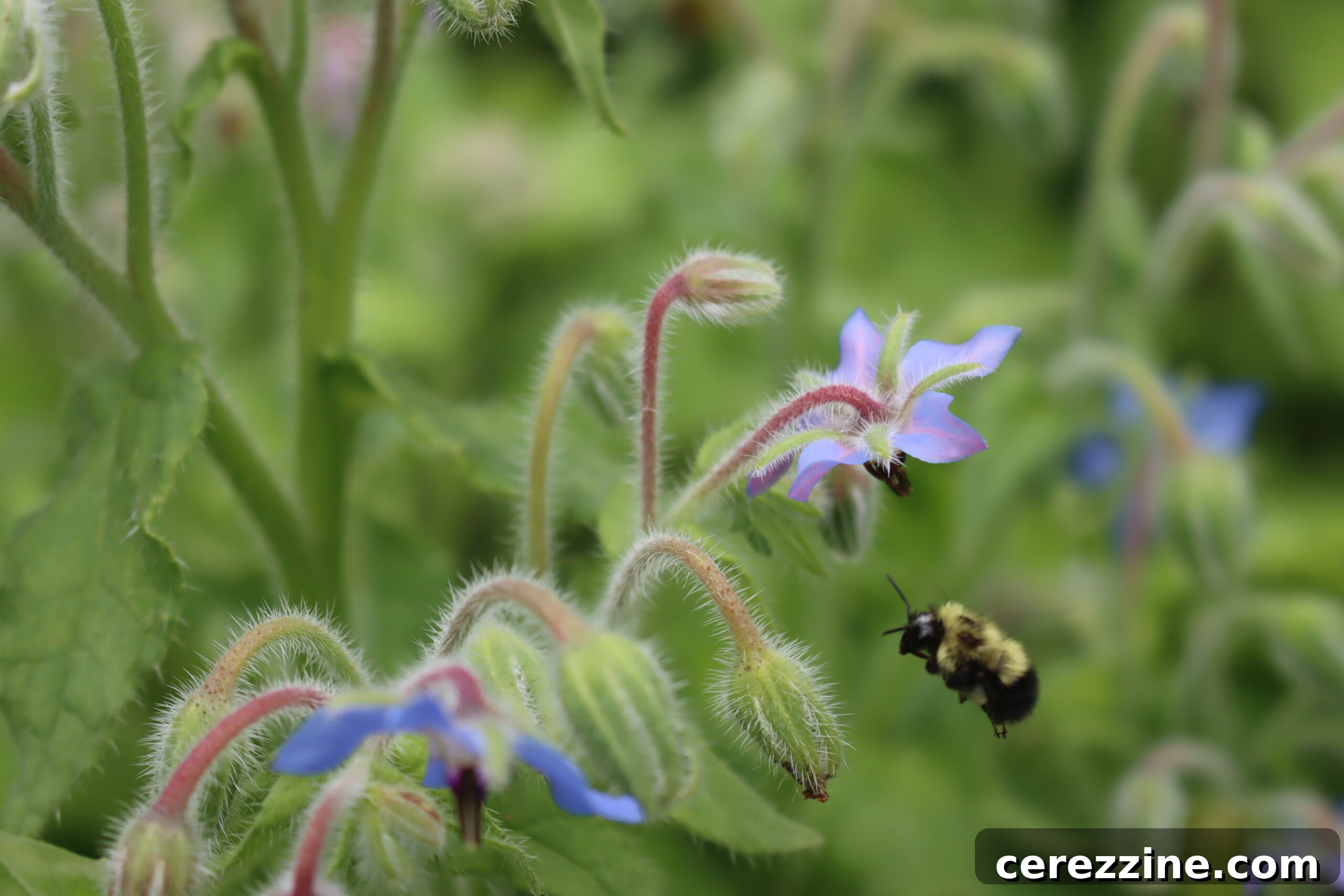 Borage Bee on a borage flower