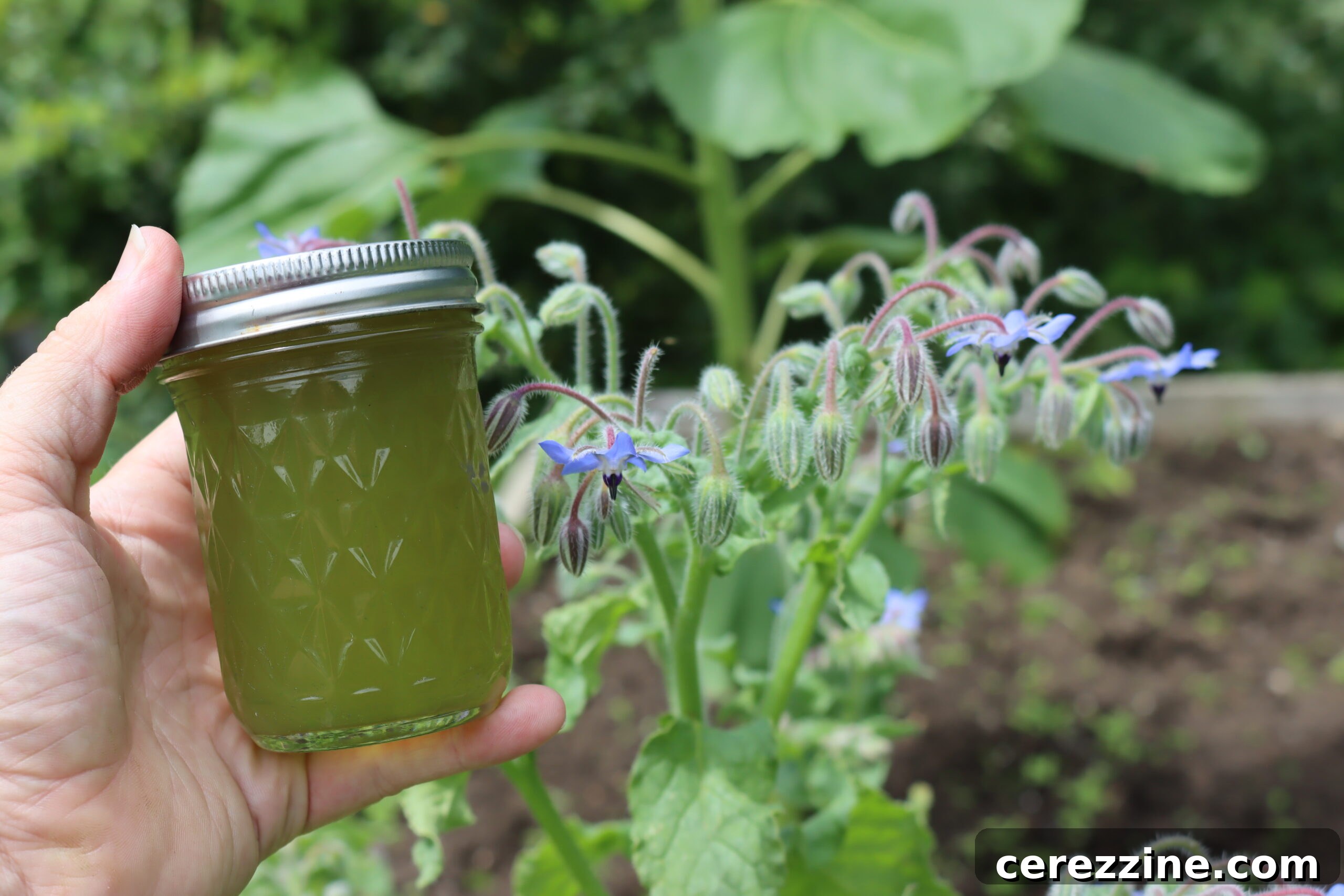 Borage Jelly in jars