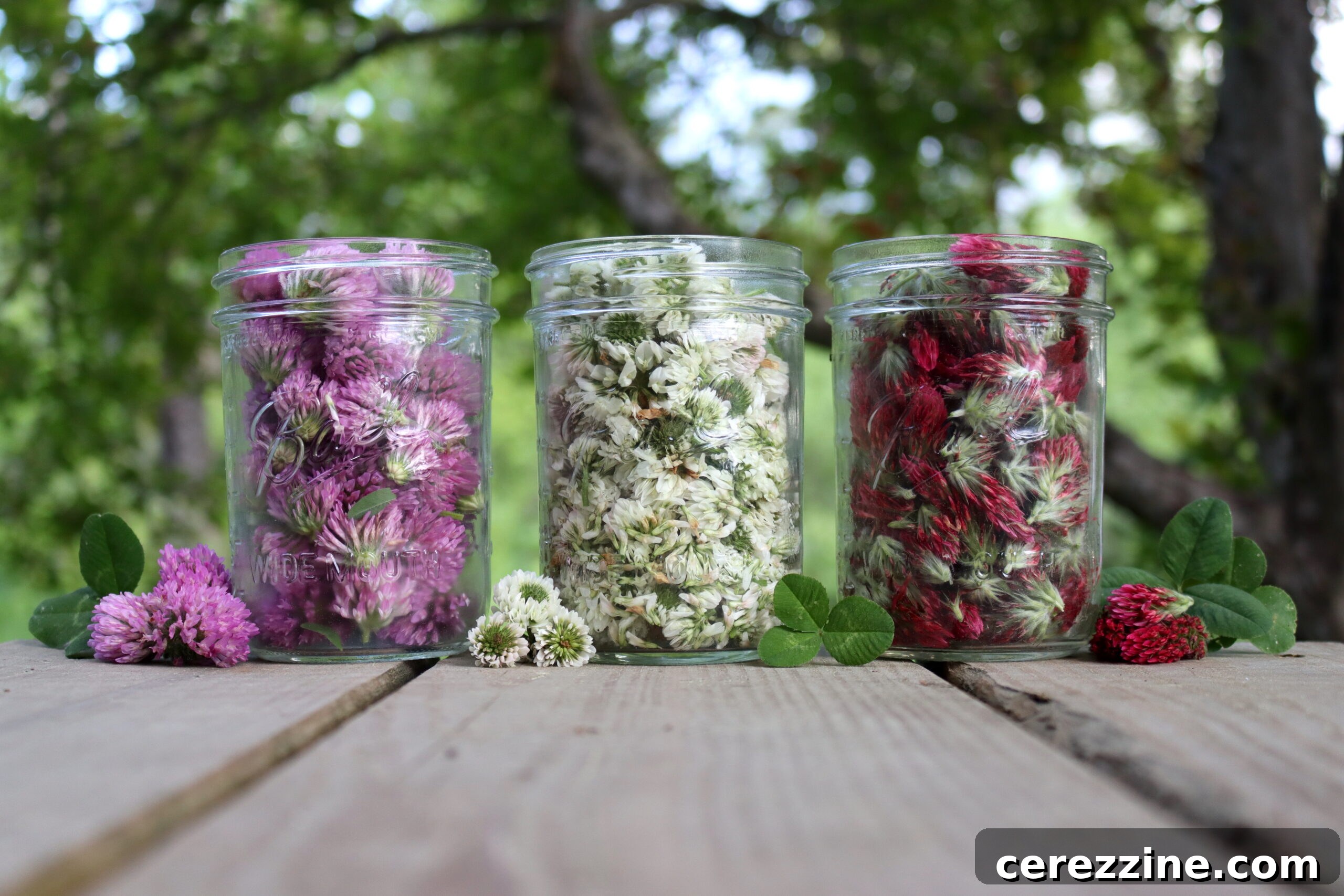 Clover Flowers in various shades, perfect for jelly making