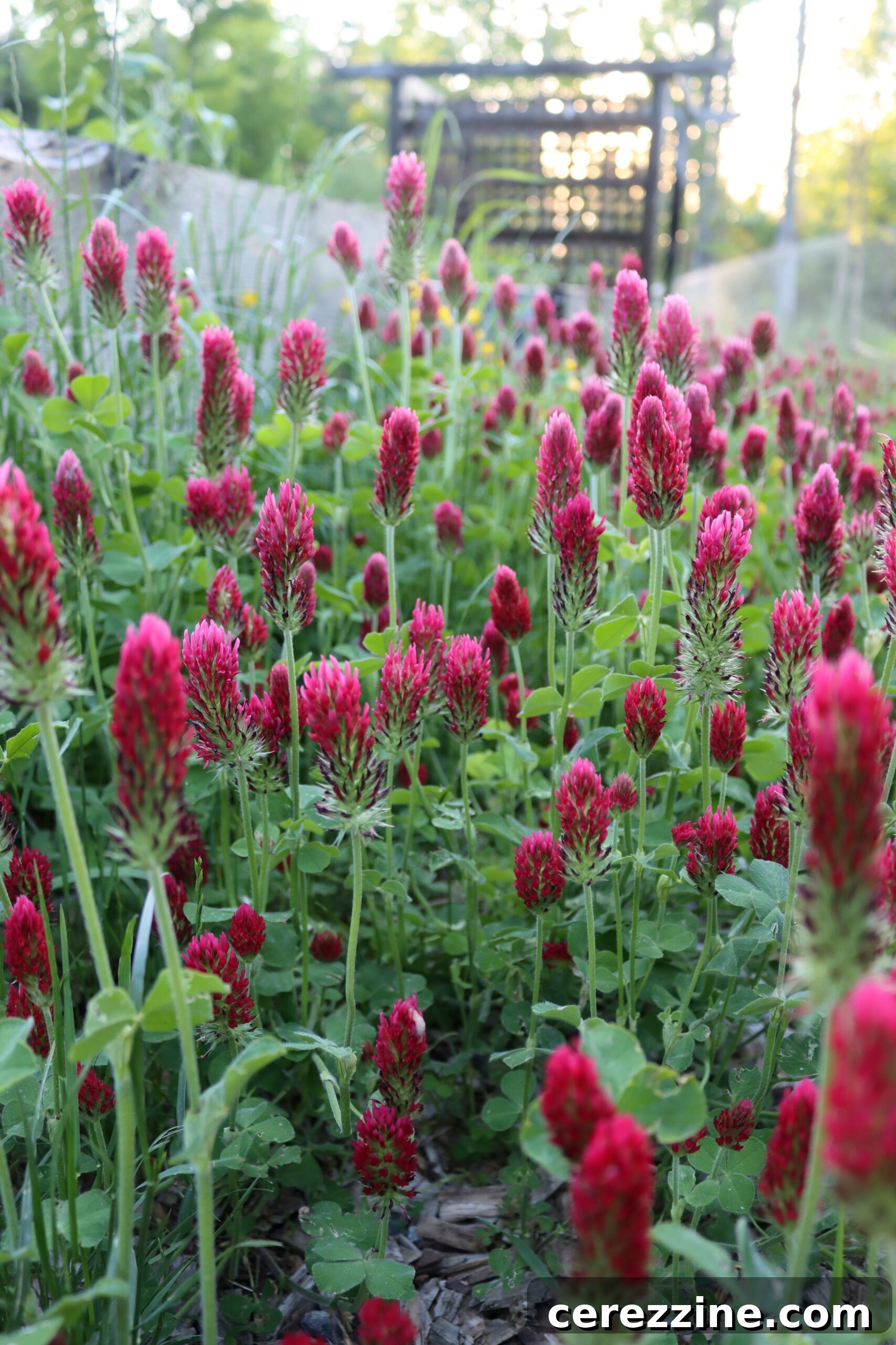 Crimson Clover - Vibrant blooms for a unique jelly flavor