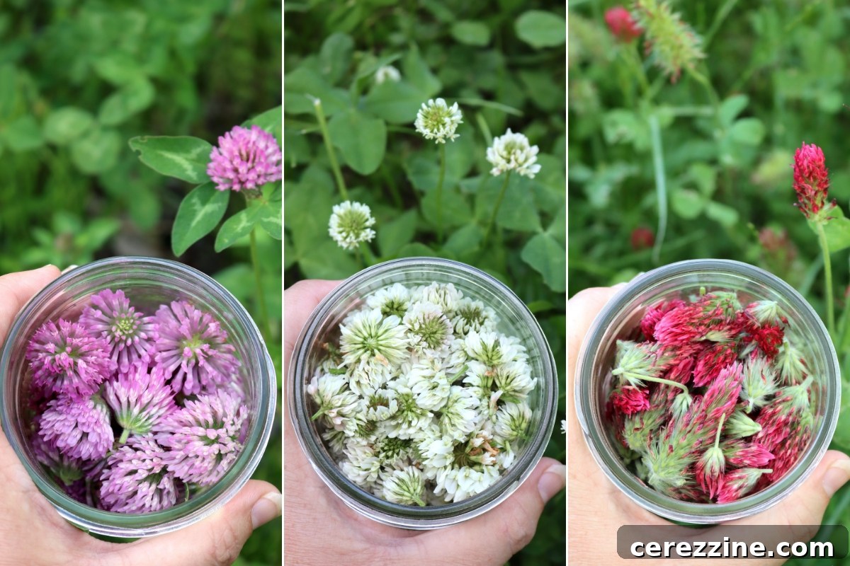 Harvesting Clover Blossoms for Jelly