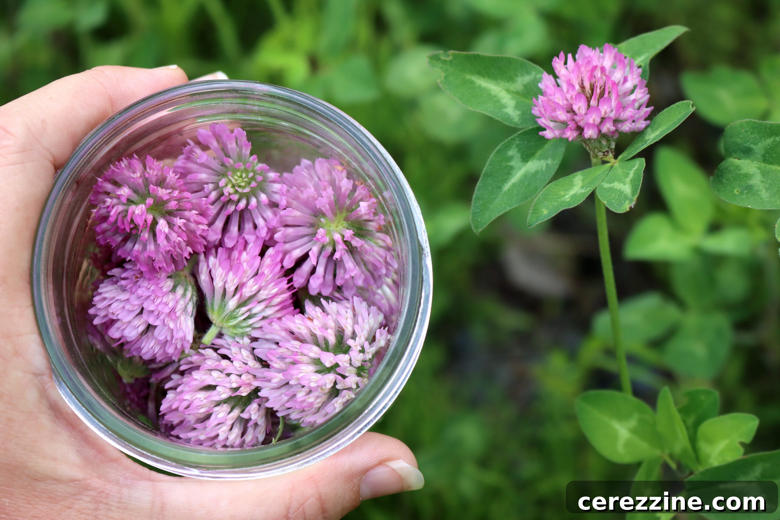 Red Clover Flowers, ready for infusion