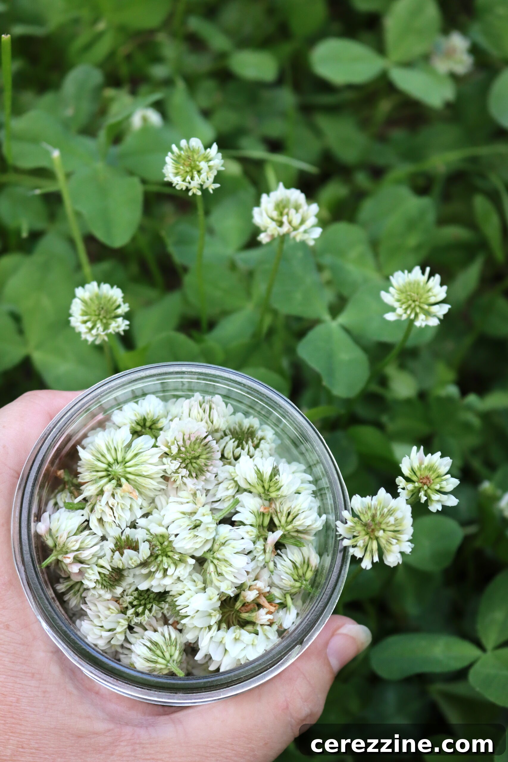 White Clover - Offering a tropical note to jelly