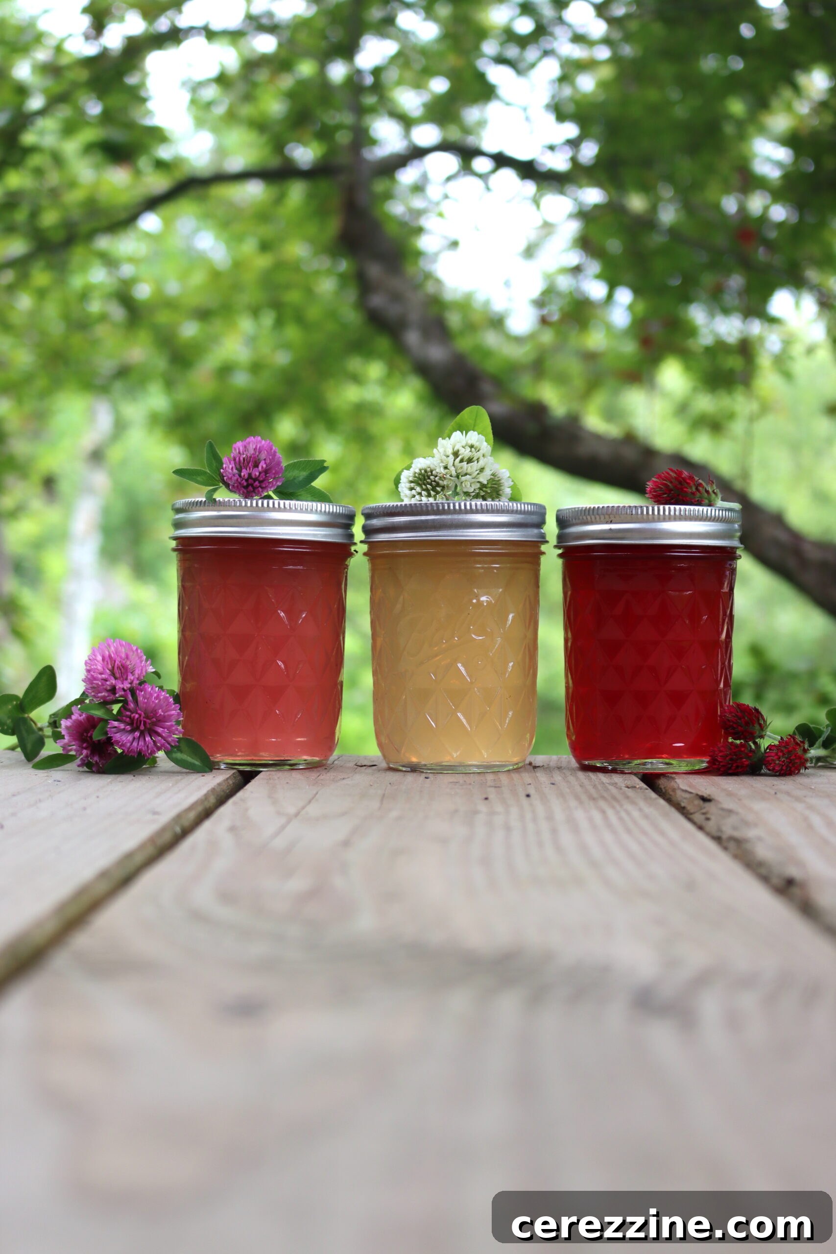 Freshly made Clover Jelly in jars