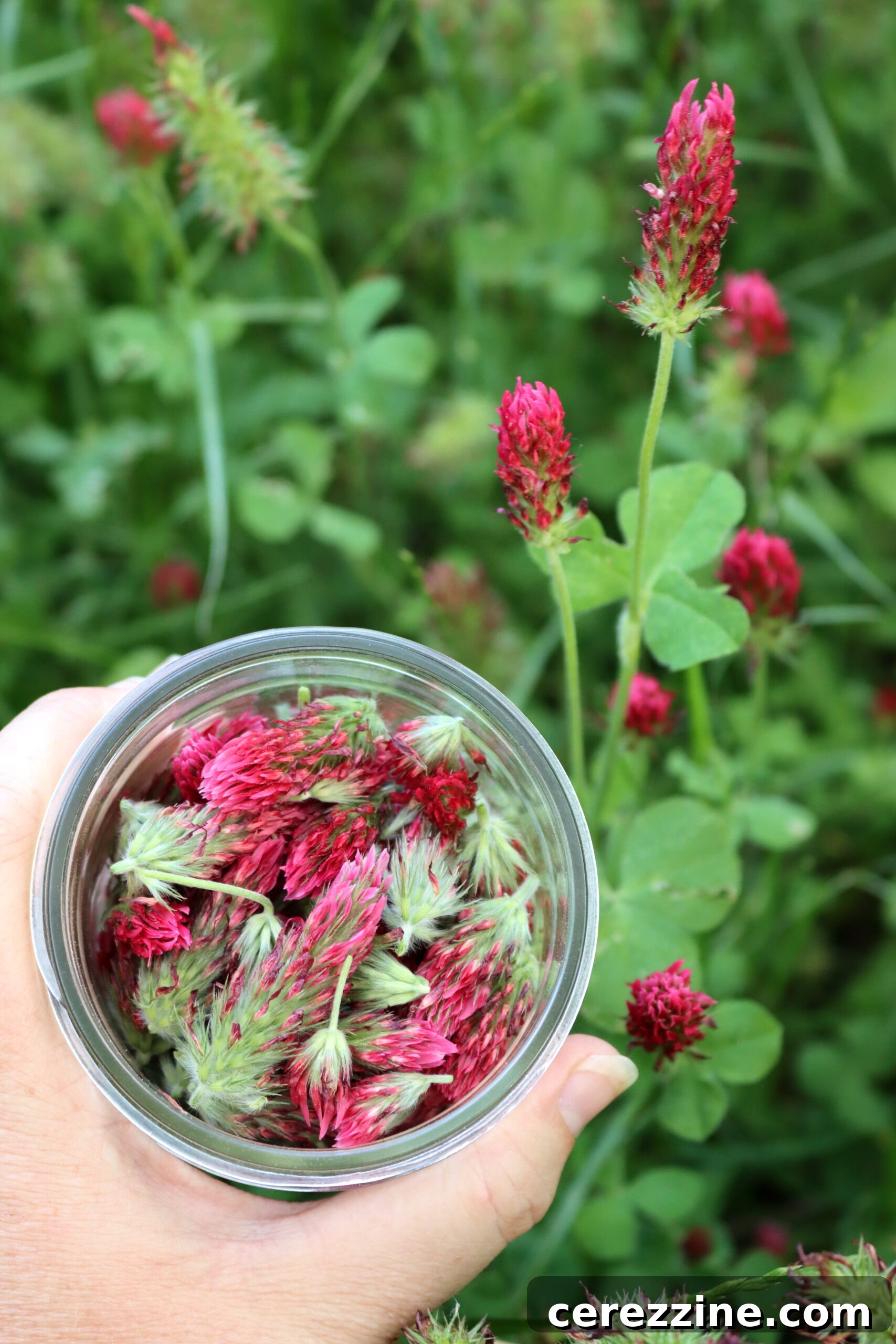 Crimson Clover - A versatile flower for foraging and preserving