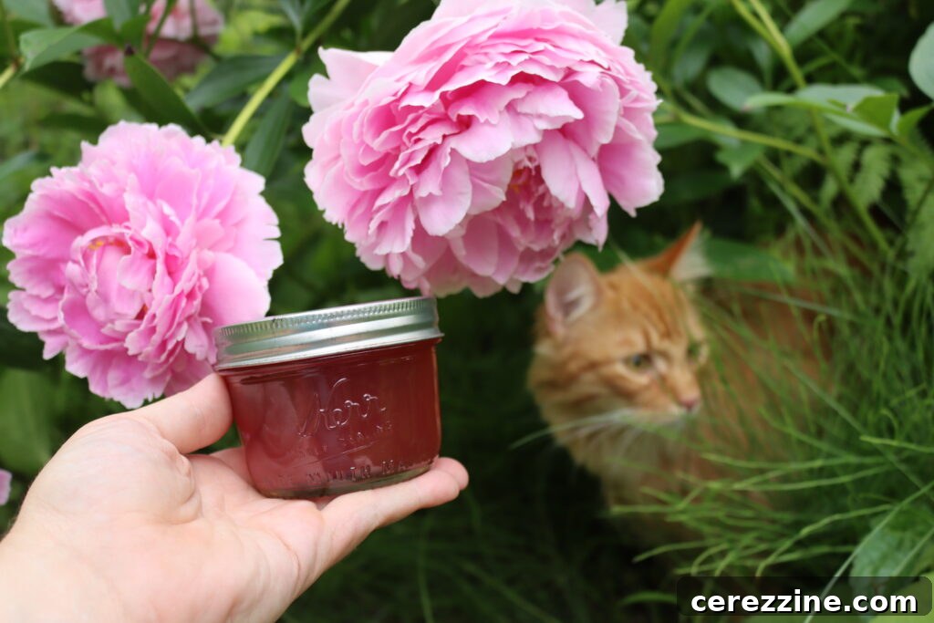 Close-up of vibrant pink peony blossoms, ready for harvesting petals.