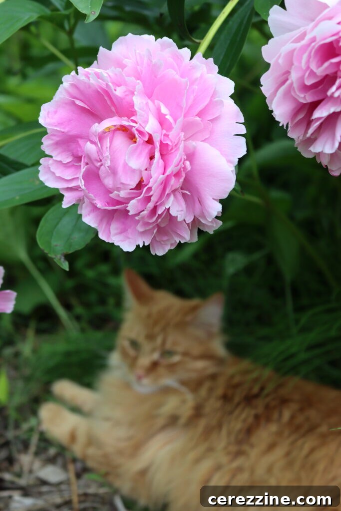 A person gently harvesting pink peony petals into a bowl.
