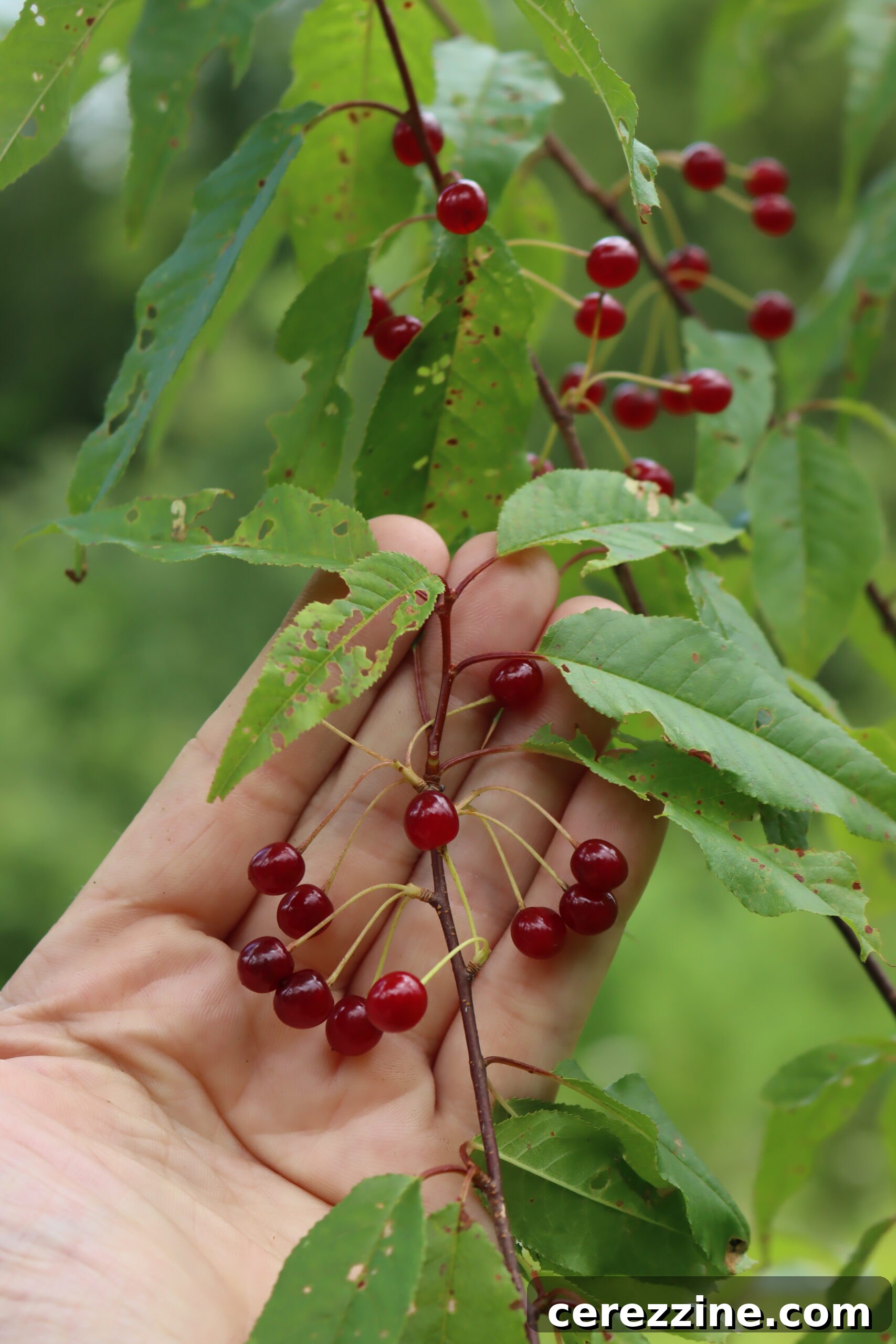 Pin Cherries