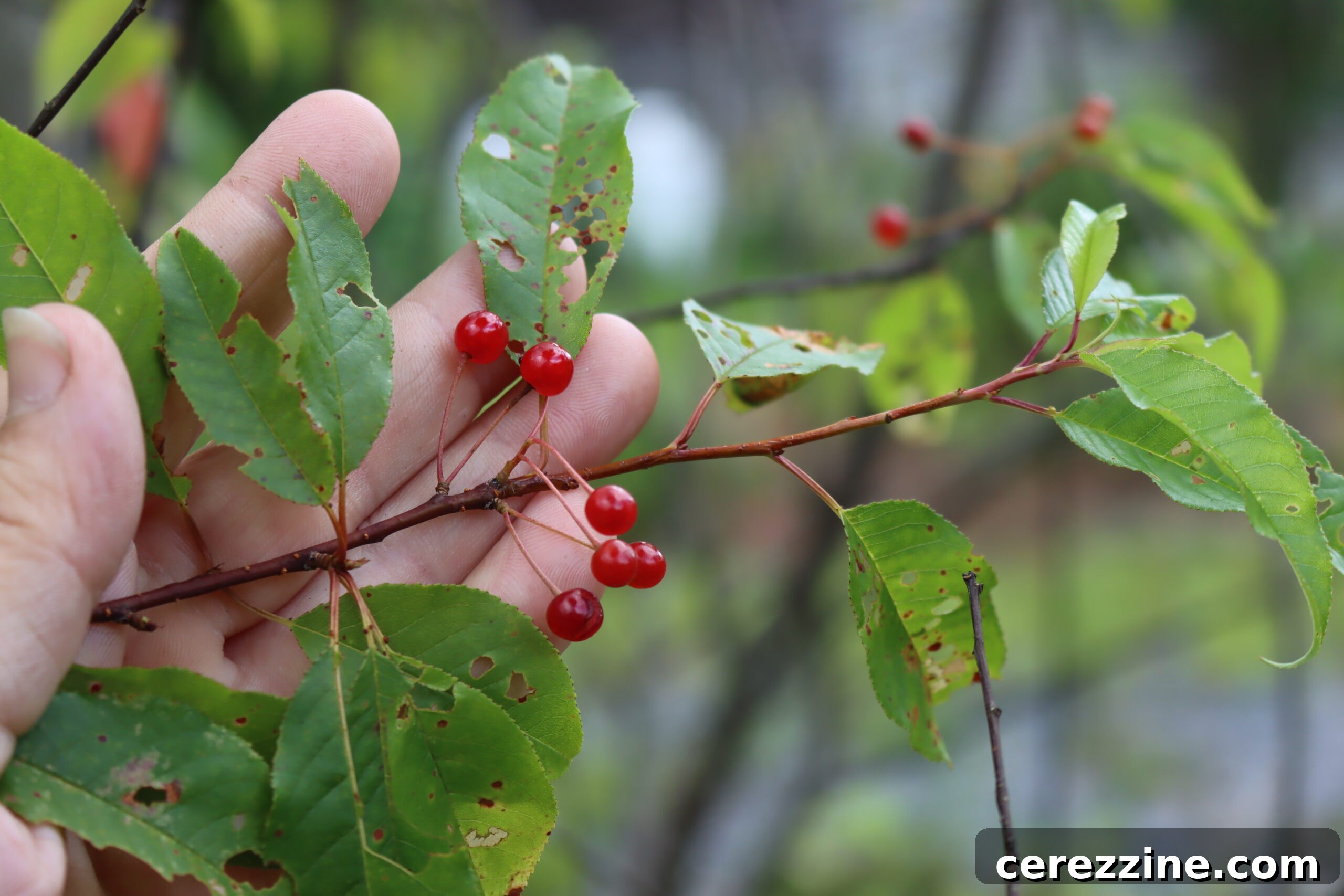 Pin Cherries