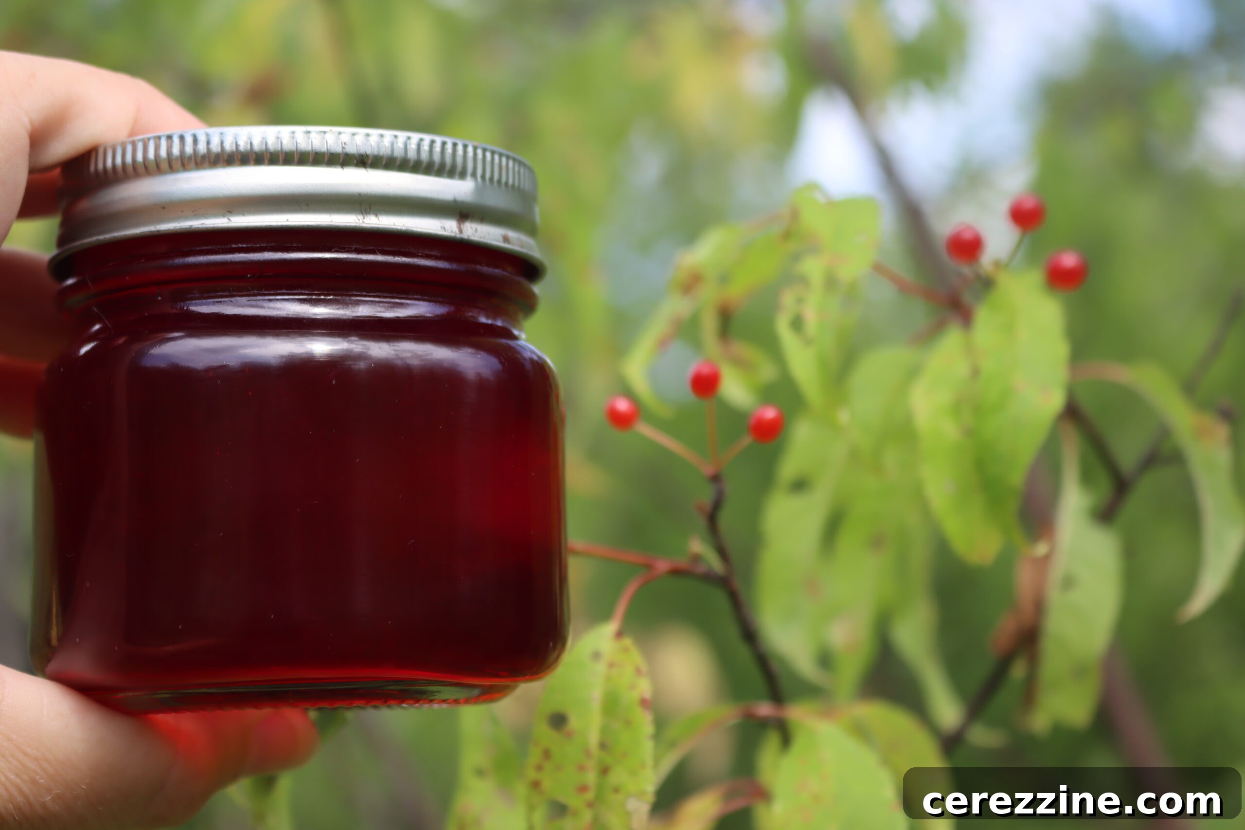 Pin Cherry Jelly