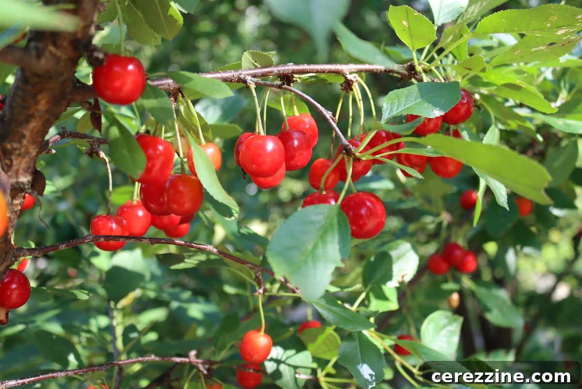 Delicious Canned Cherry Pie Filling 4 Sour Cherry Tree in Bloom