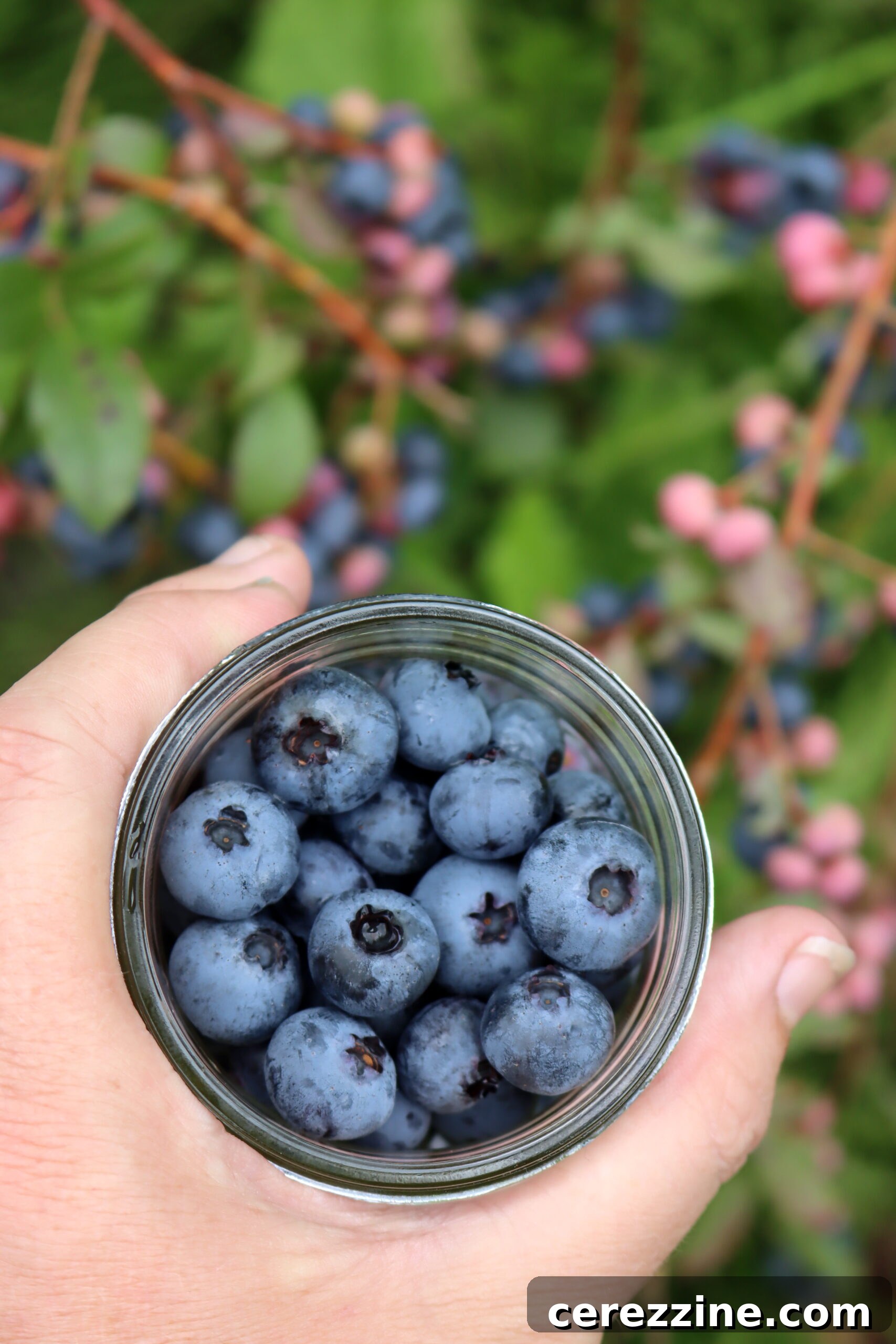 Selecting Fresh Blueberries for Pickling