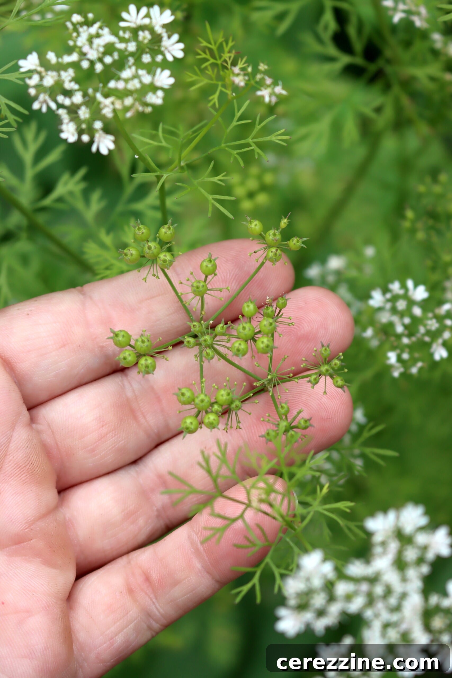 Fresh Green Cilantro Seeds on a plant, ready for harvesting