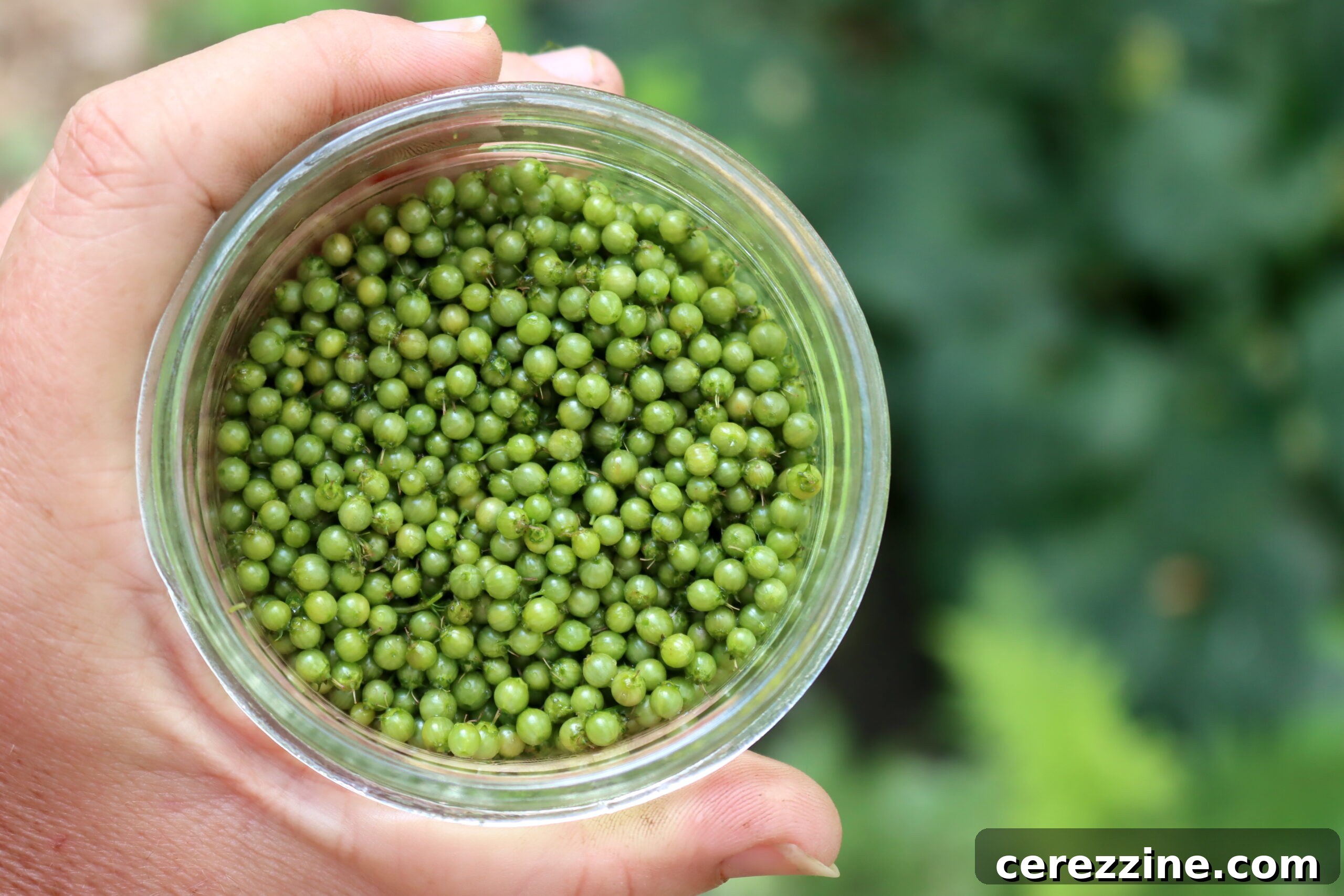Hand harvesting fresh green cilantro seeds from the plant