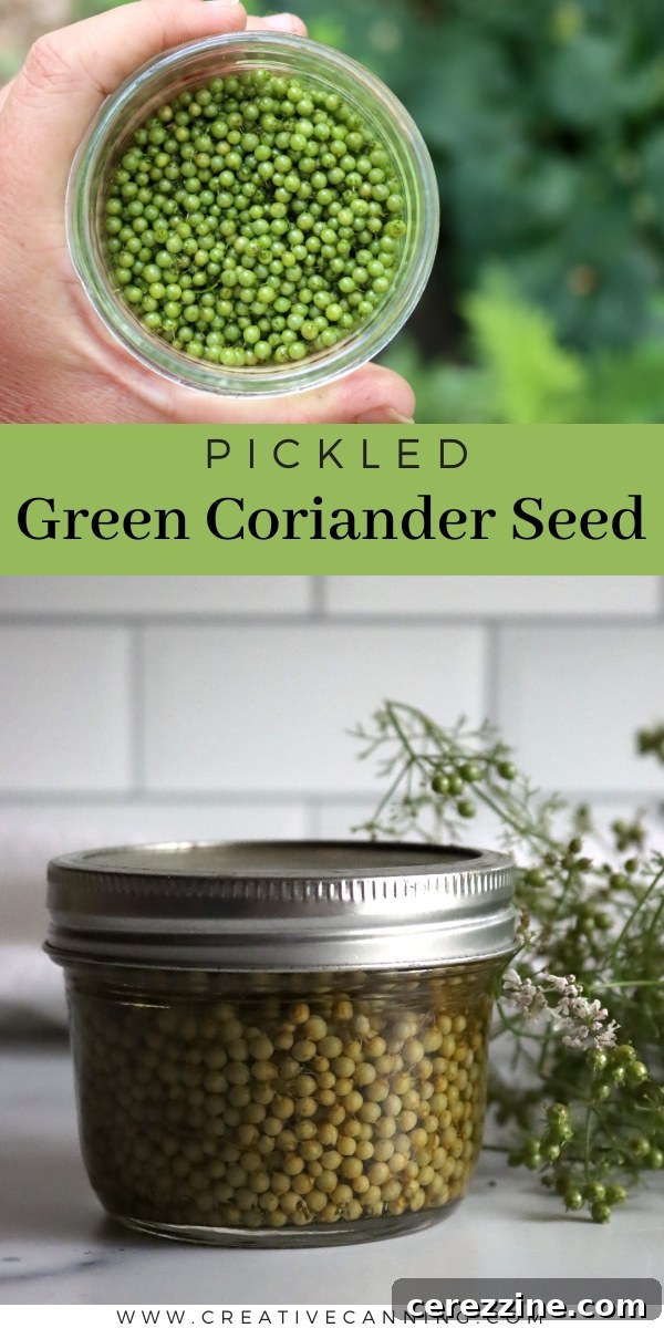 Assortment of pickled green coriander seeds, highlighting their versatility and freshness.
