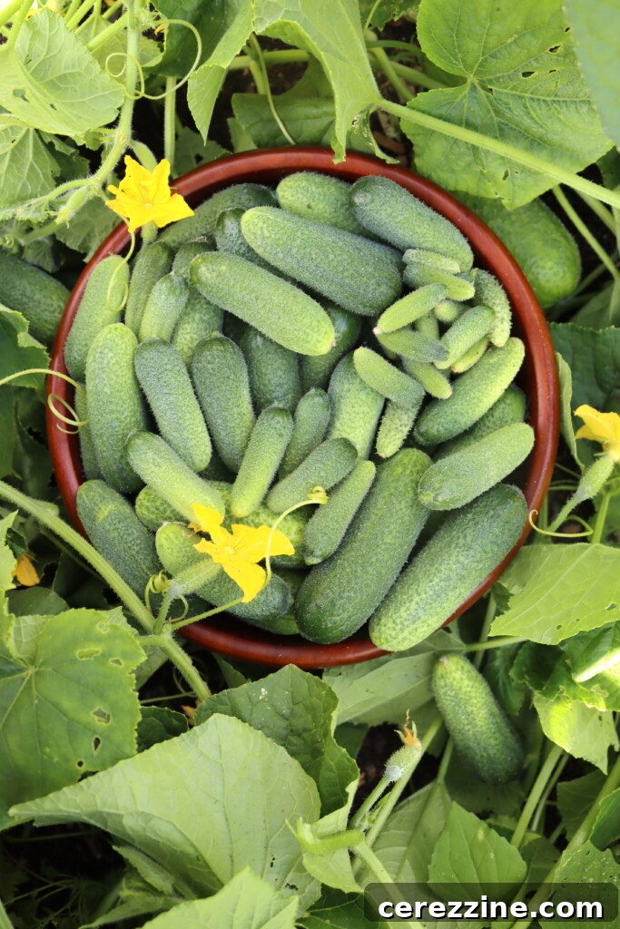Cucumber Harvest