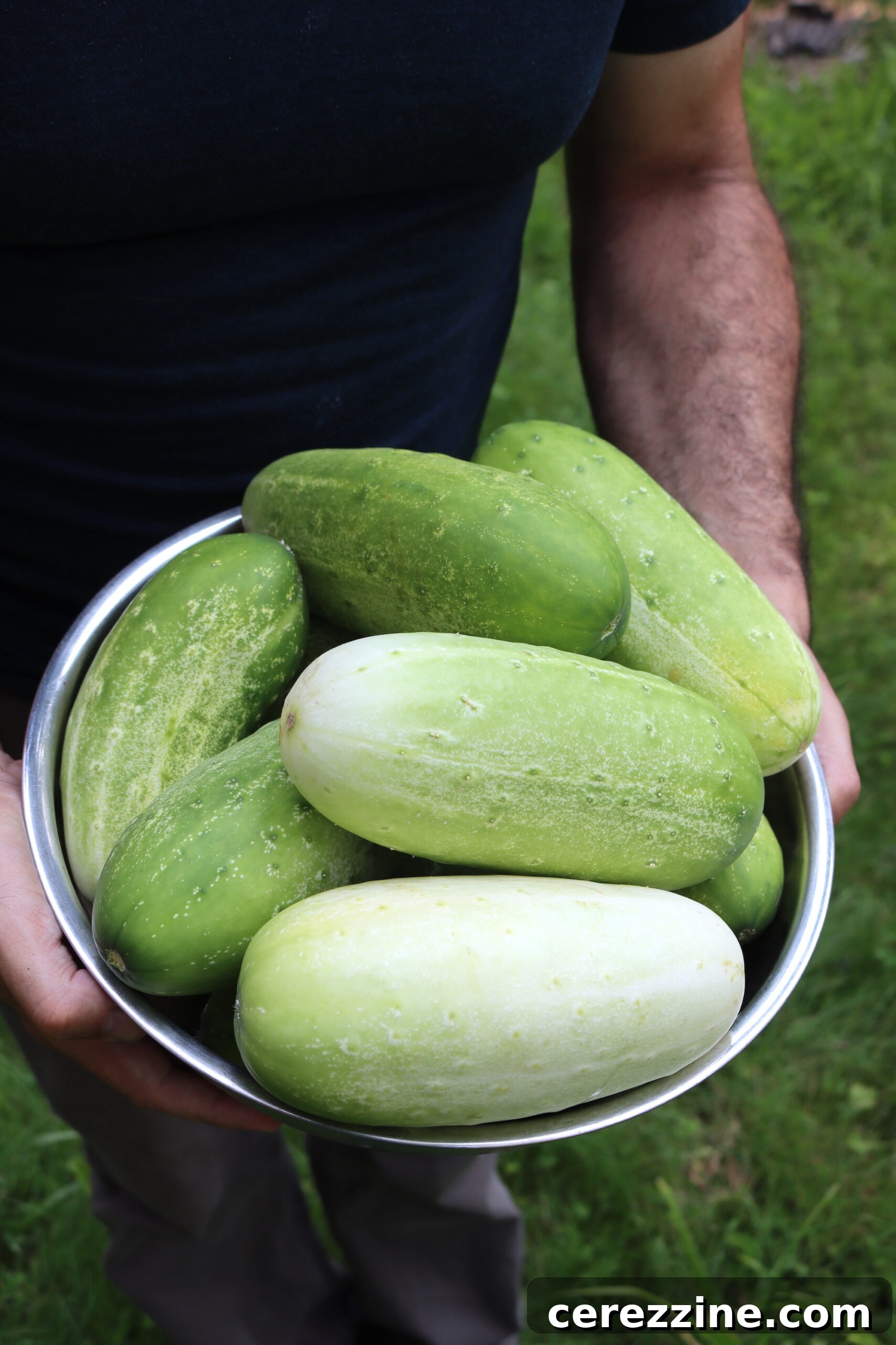 Abundant Overripe Cucumbers for Pickling