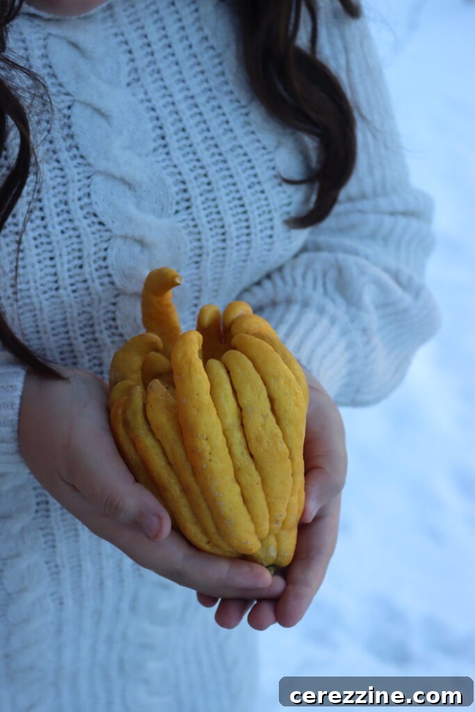 Close-up of a Buddha's Hand citron.