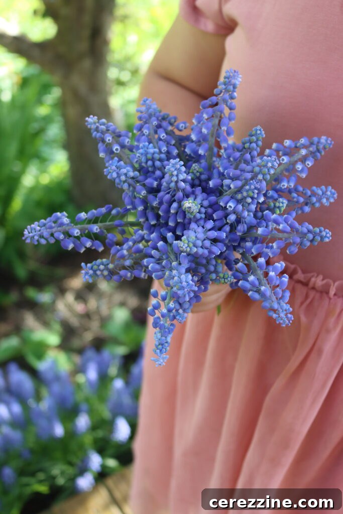 Spring Grape Hyacinth Jelly 3 Close-up of vibrant purple grape hyacinths blooming in a garden.