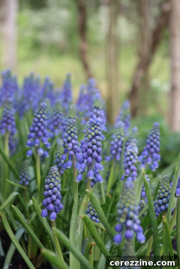 Spring Grape Hyacinth Jelly 4 A hand holding a cluster of purple grape hyacinth flowers, ready for harvesting.