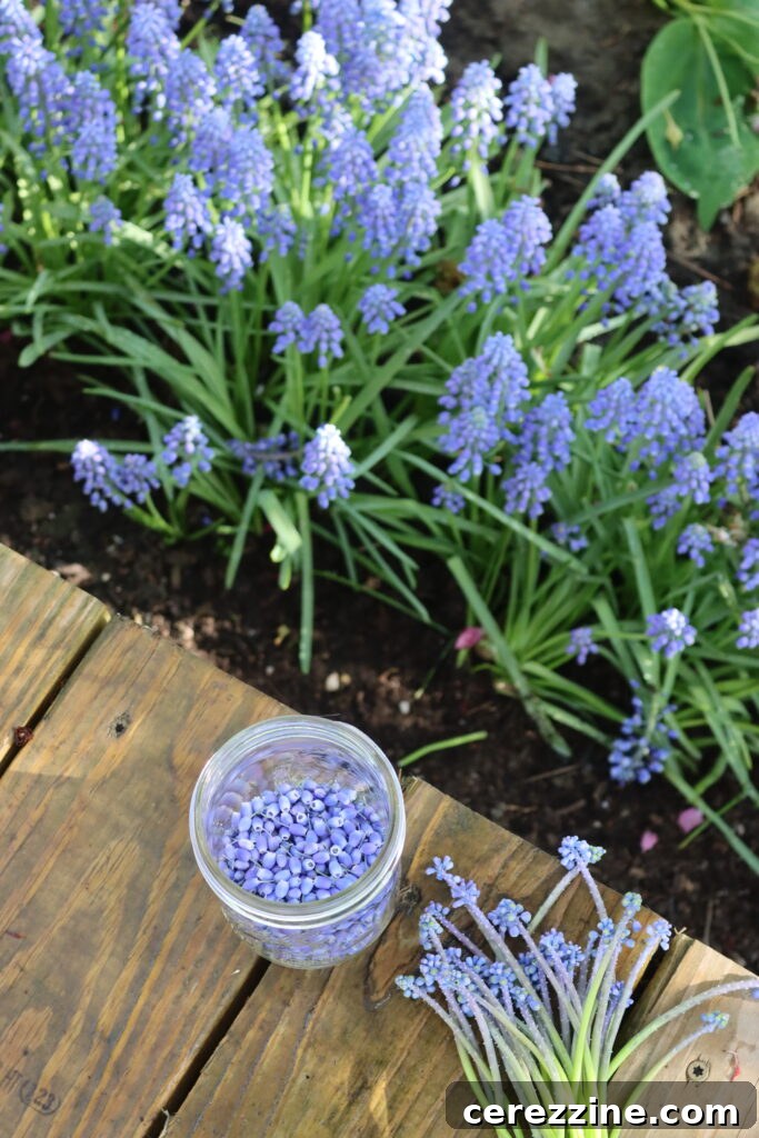 Spring Grape Hyacinth Jelly 7 Close-up of grape hyacinth petals being separated from their stems.