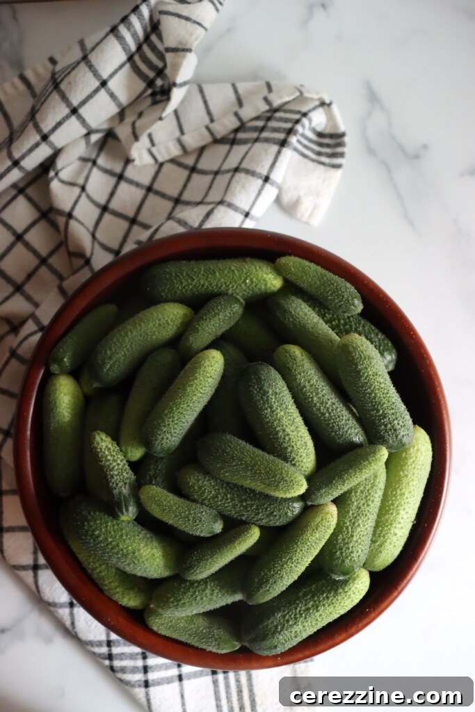 Fresh, vibrant green pickling cucumbers ready for making dill pickles