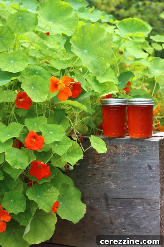 Nasturtium Jelly