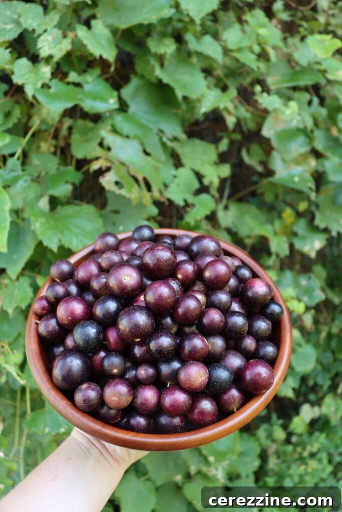 Red Muscadines on the vine