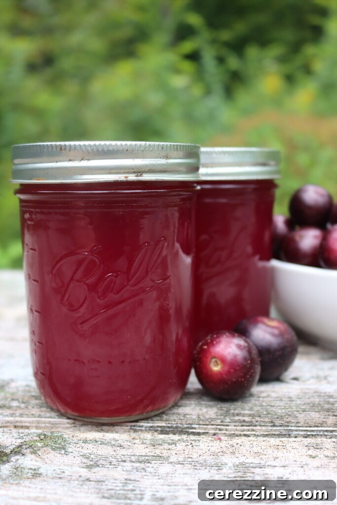 Fresh Muscadine Grapes