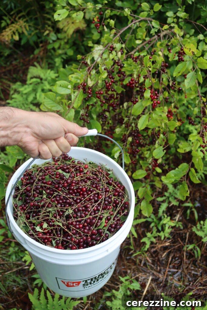 Harvesting Chokecherries in Vermont