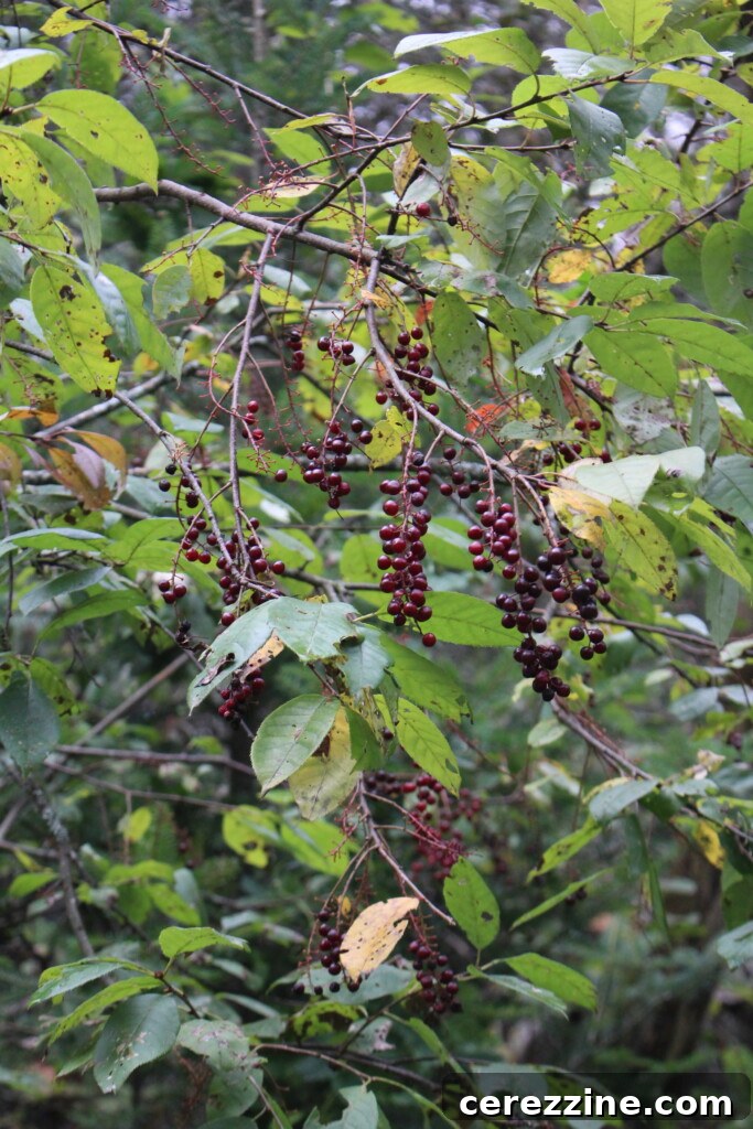 Close-up of Wild Chokecherries