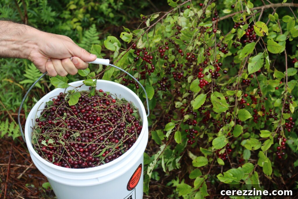 A hand holding a branch of ripe chokecherries ready for foraging