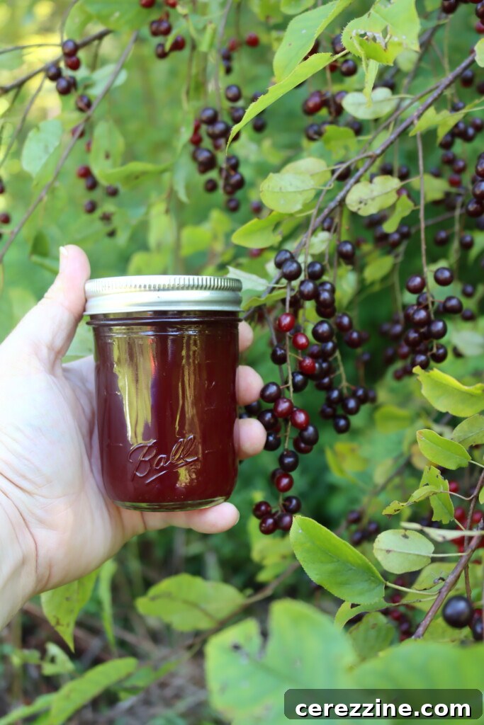 Freshly made Chokecherry Jelly in glass jars