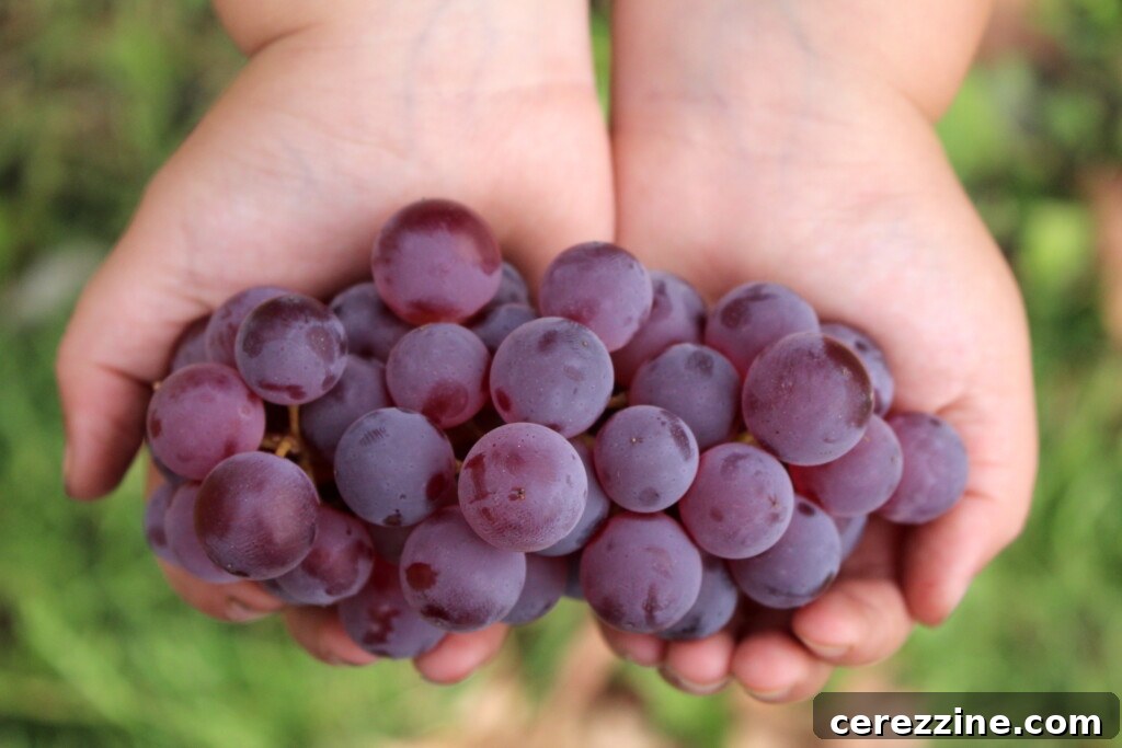 Heirloom Grape Jam 5 Mars Seedless Grapes for Jam